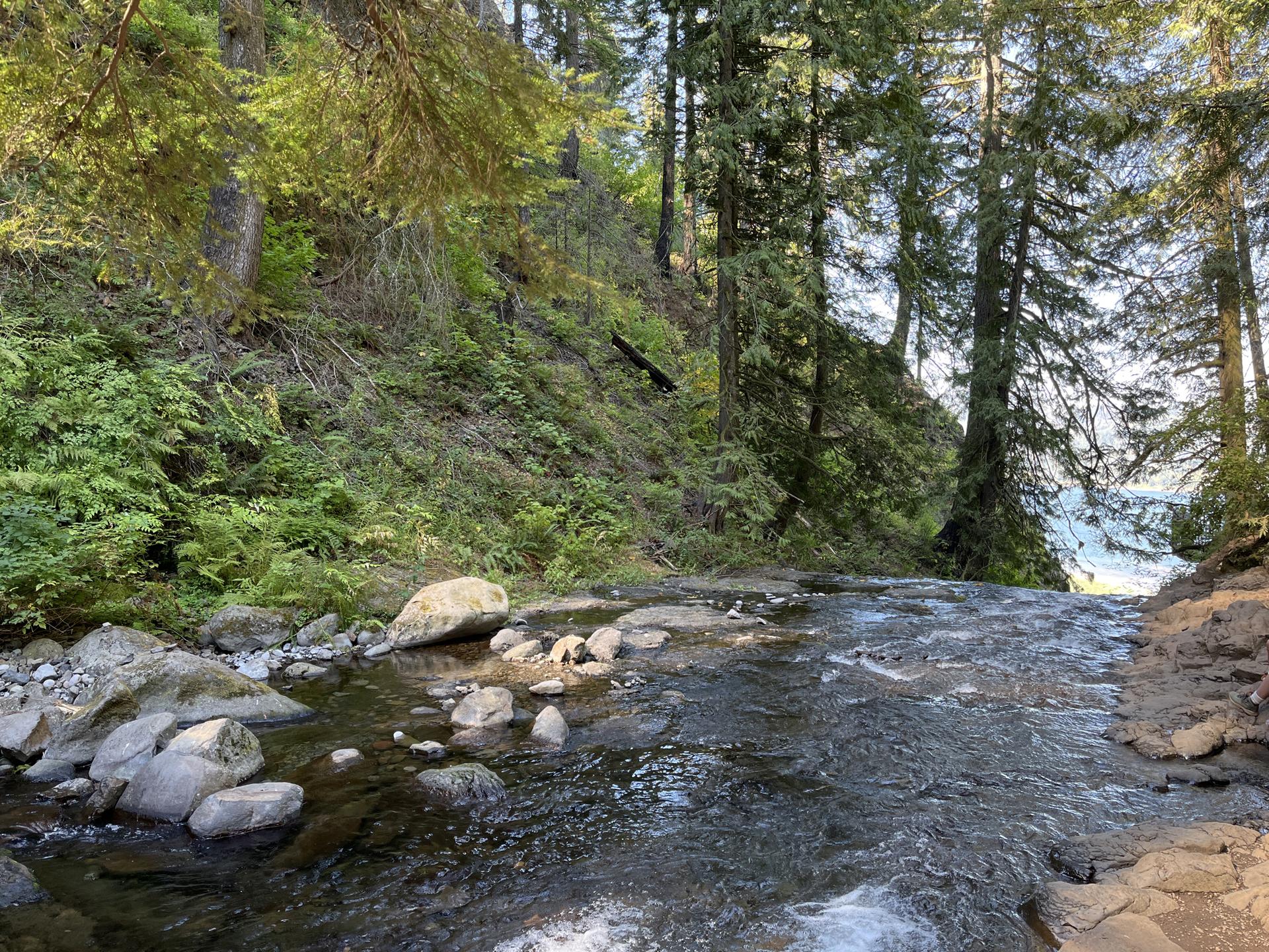 Rocky stream flowing through a lush green forest on a sunny day.