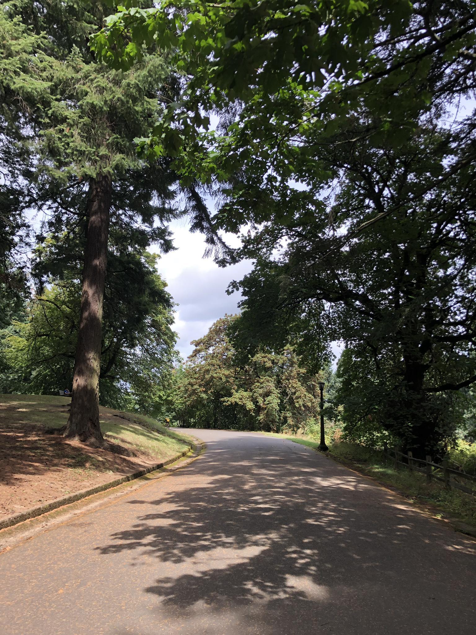 Shady paved road winding through a park with large trees.