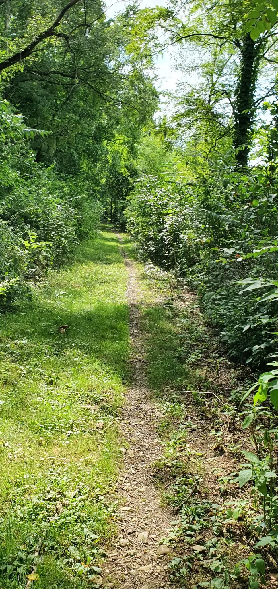 A narrow dirt path winds through a dense, sunlit green forest.