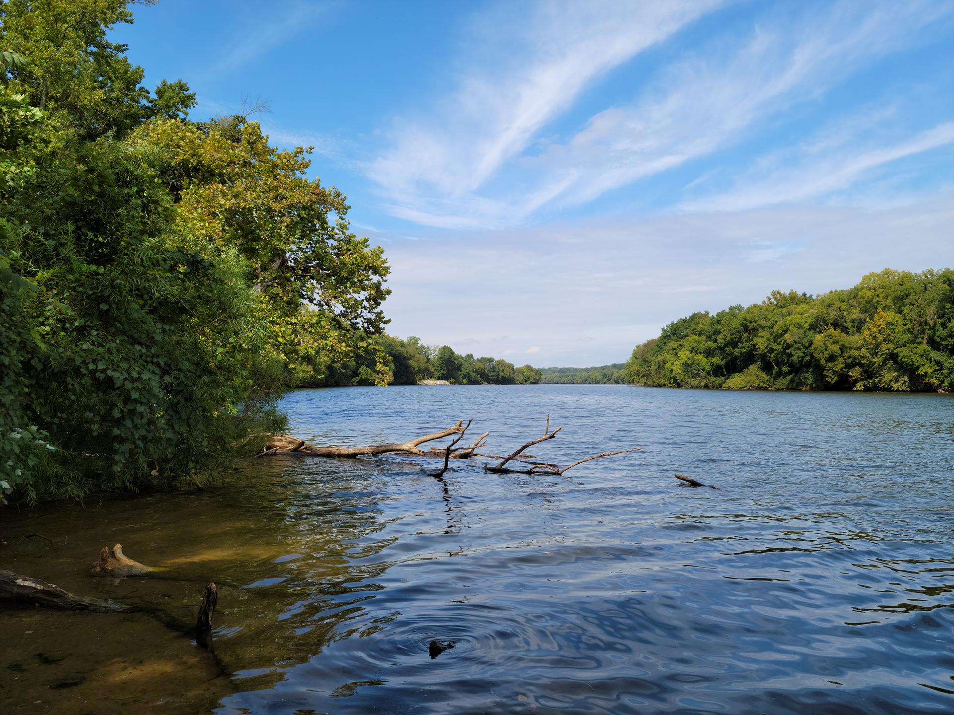 Wide river with green trees on banks, fallen branches in water, bright daylight.