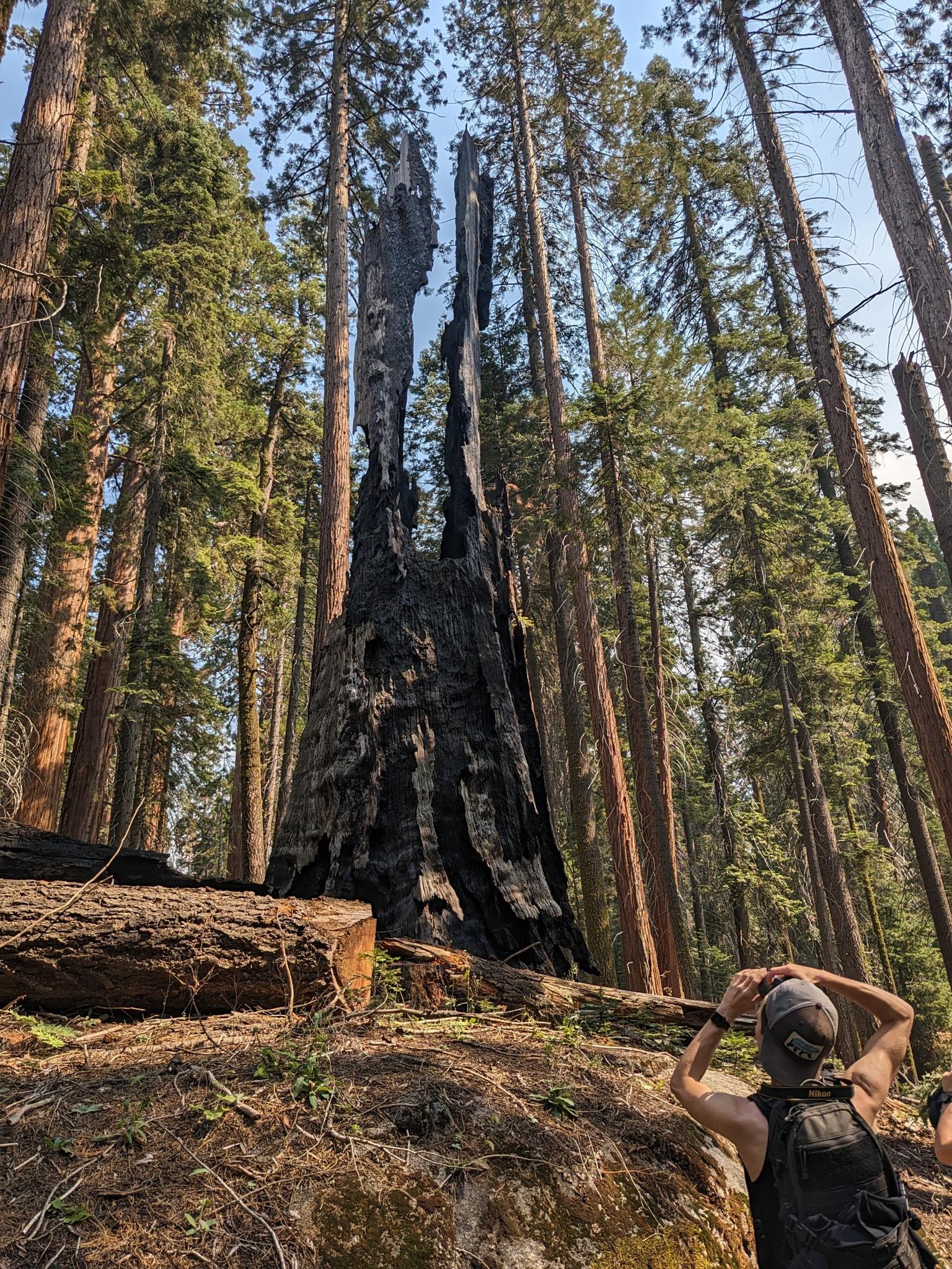Person looking up at a tall, charred tree trunk in a sunny forest.