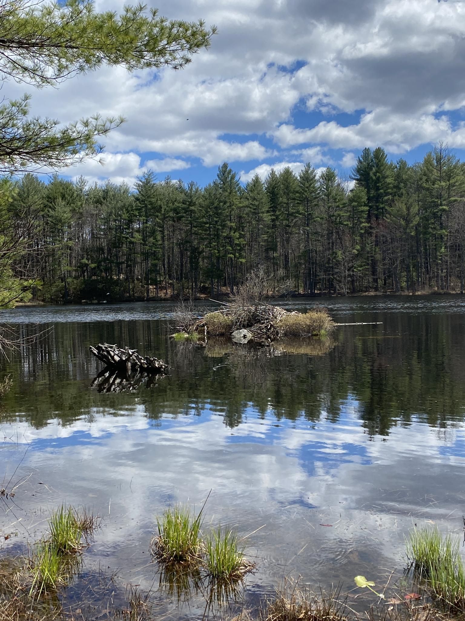 Calm lake reflecting a cloudy sky, surrounded by pine trees and green grass. - Dam Road, Jeff Smith, Tupelo, Old City and Wildlife Pond Loop