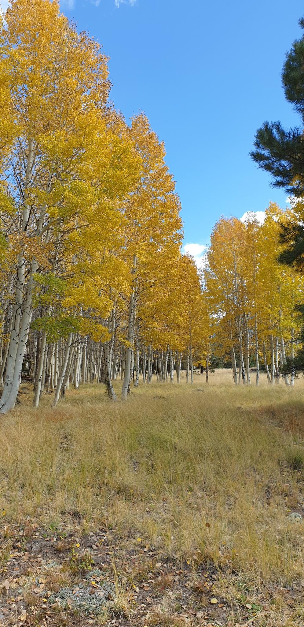 Golden aspen trees line a dry grassy field under a bright blue sky.
