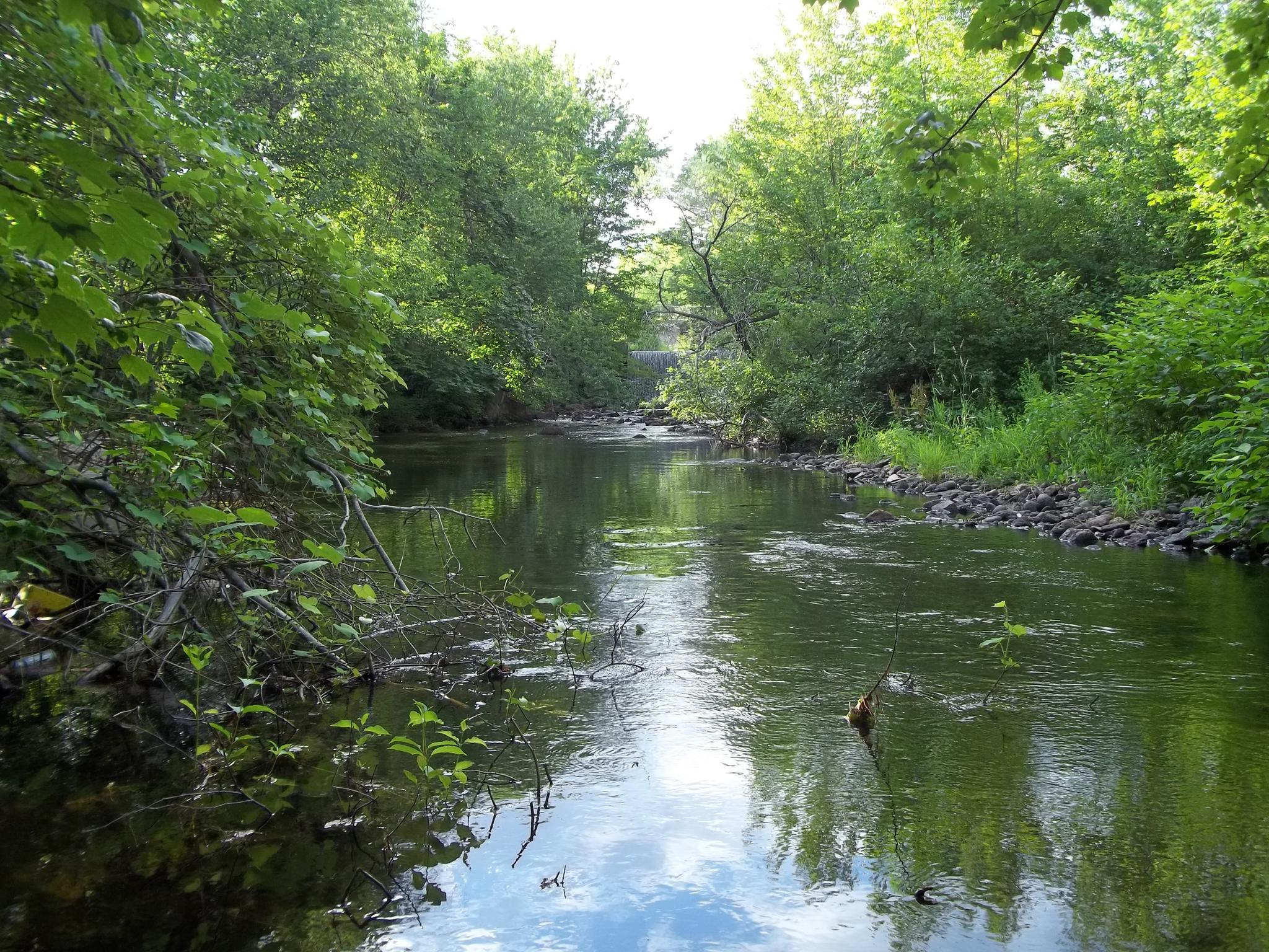 Serene river reflecting blue sky, flanked by dense green trees in bright sunlight.