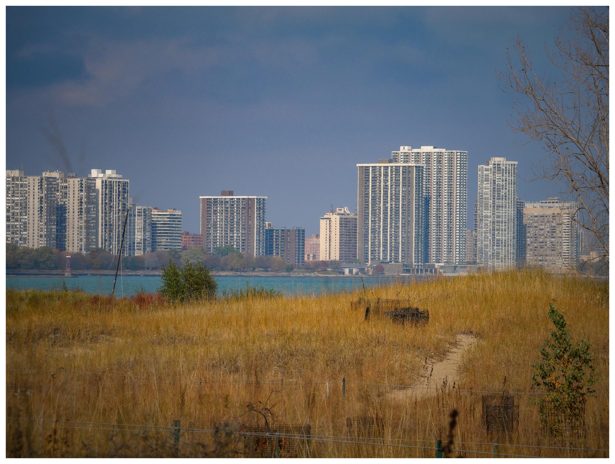 Distant city skyline across water, seen from a field of dry tall grass.