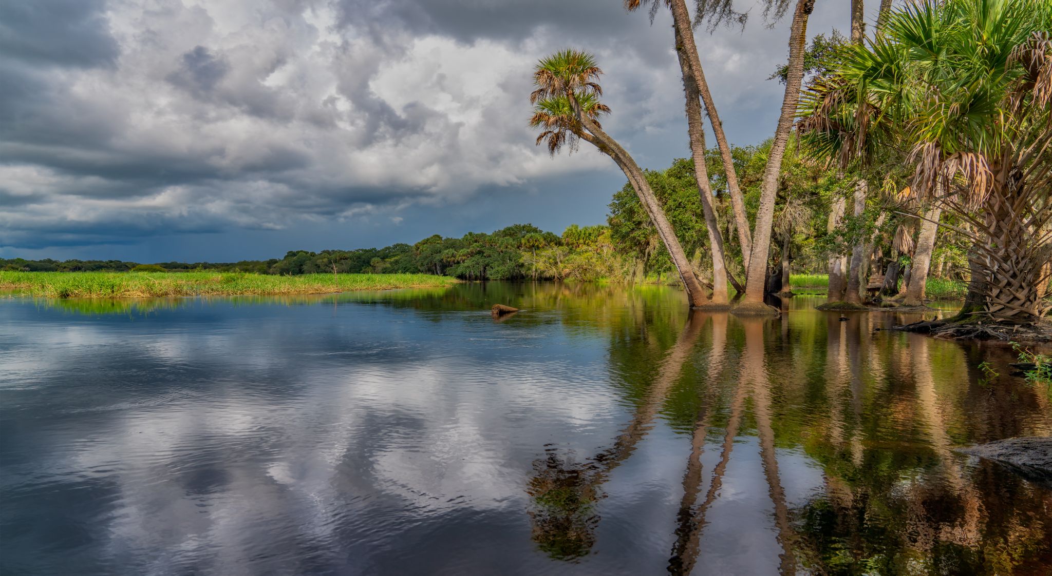 Wide river reflects dramatic cloudy sky, with palm trees on the bank. - Upper Myakka Lake Loop via Ranch House Road