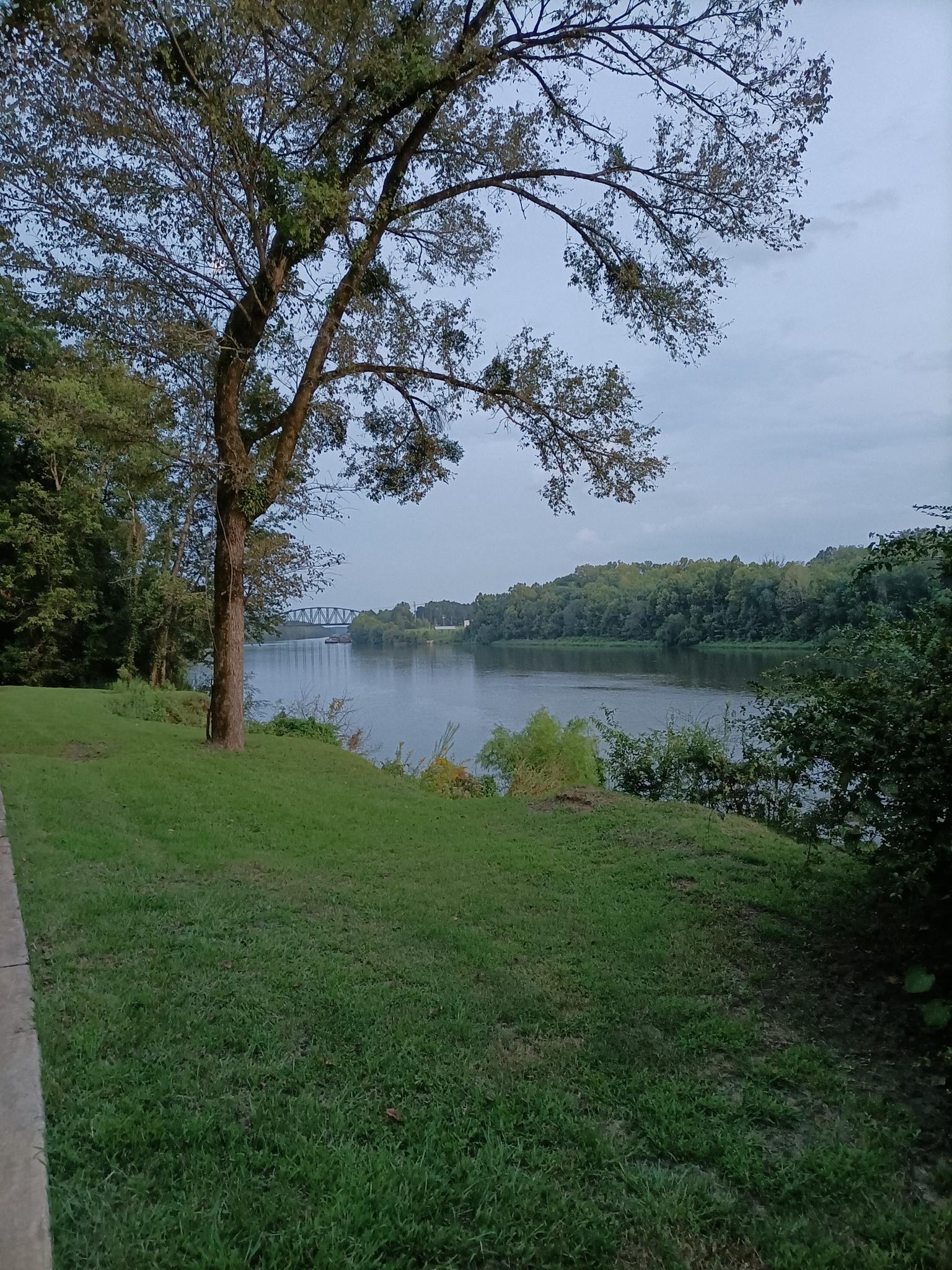 Overcast view of a tree on a grassy bank overlooking a calm river.