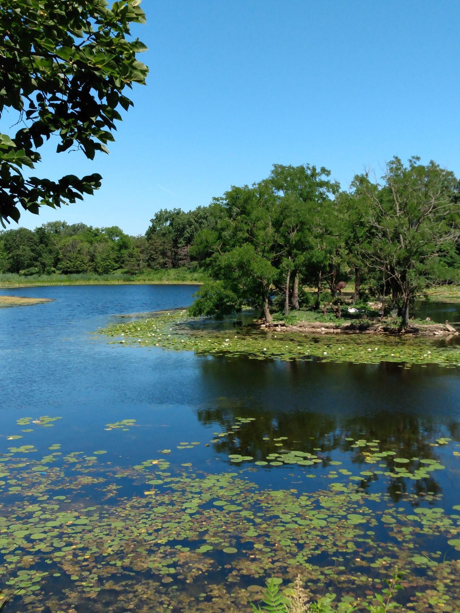 A sunny lake covered in lily pads, with a small tree-covered island.
