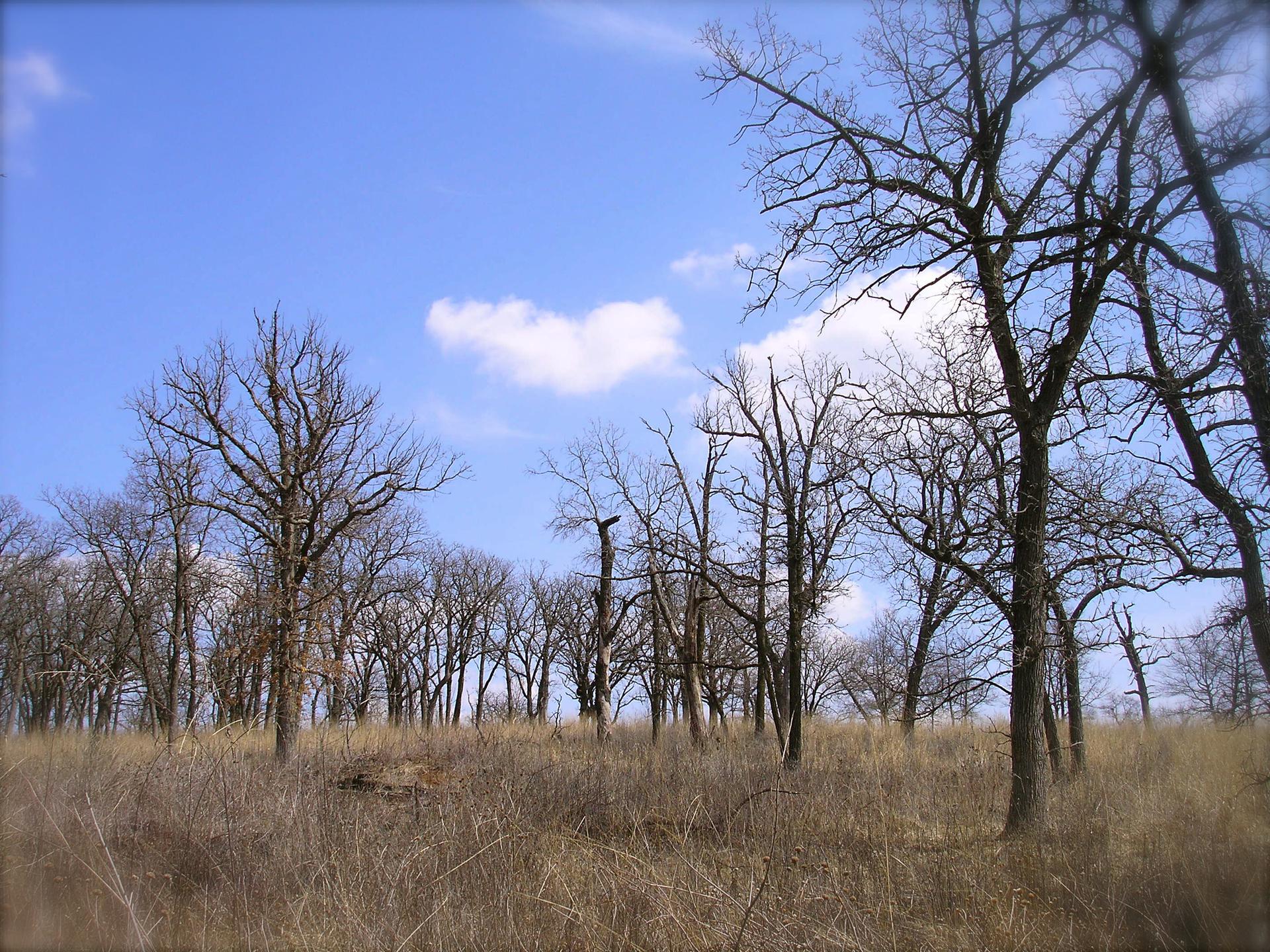 Bare trees stand in a dry grassy field under a bright blue sky.