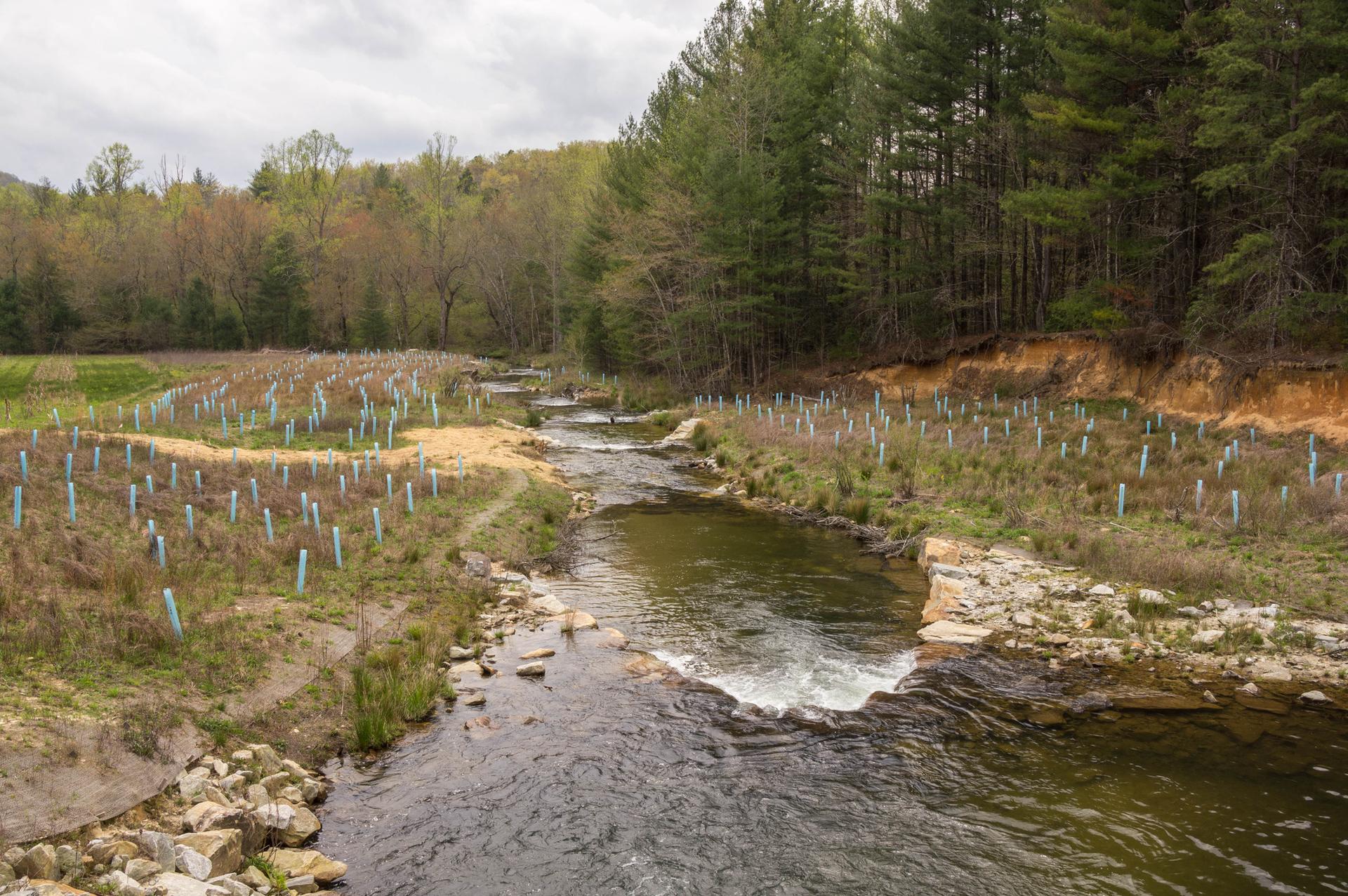 A river winds through a field of newly planted trees under an overcast sky.