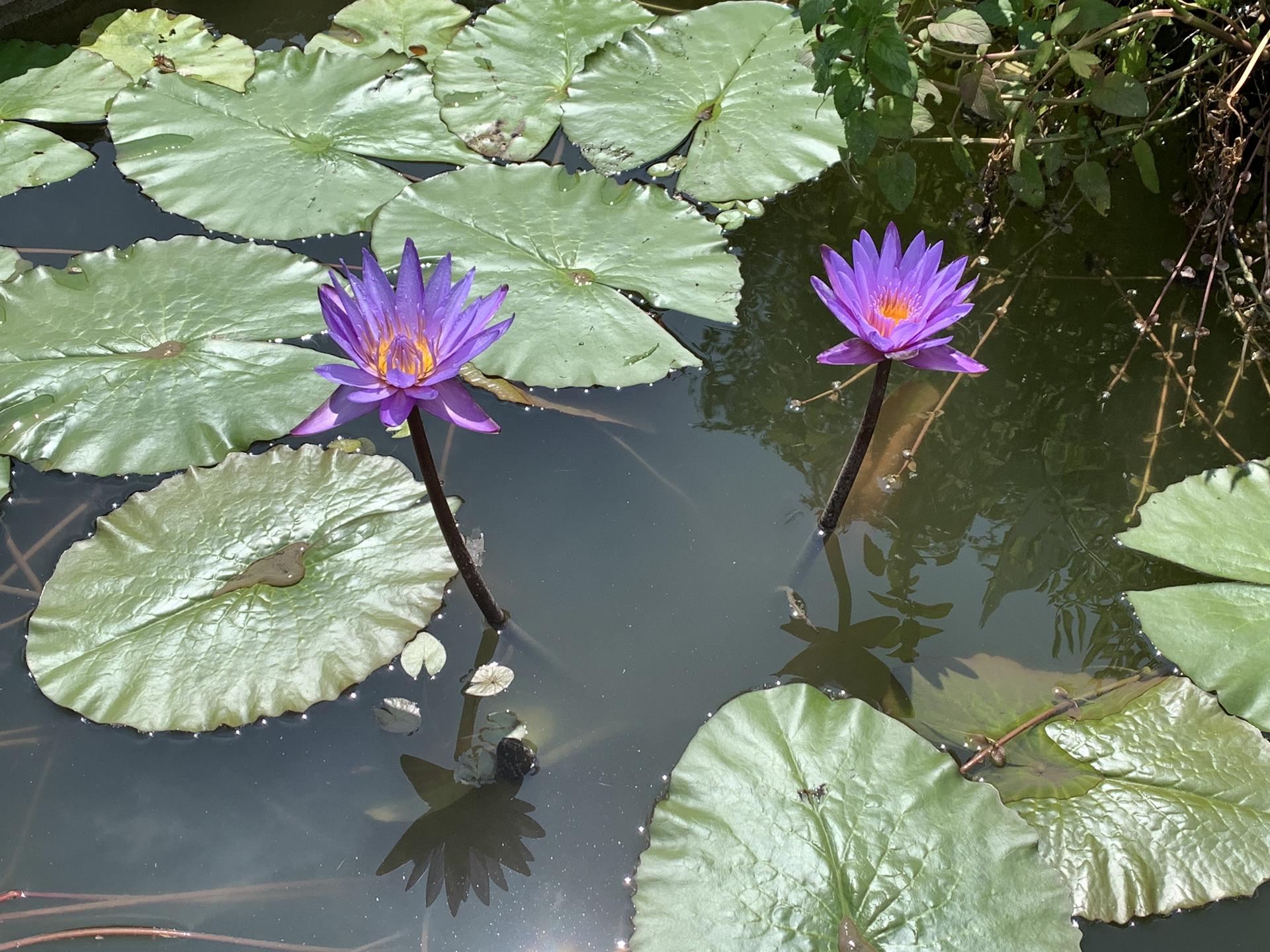 Two vibrant purple water lilies blooming among green lily pads.