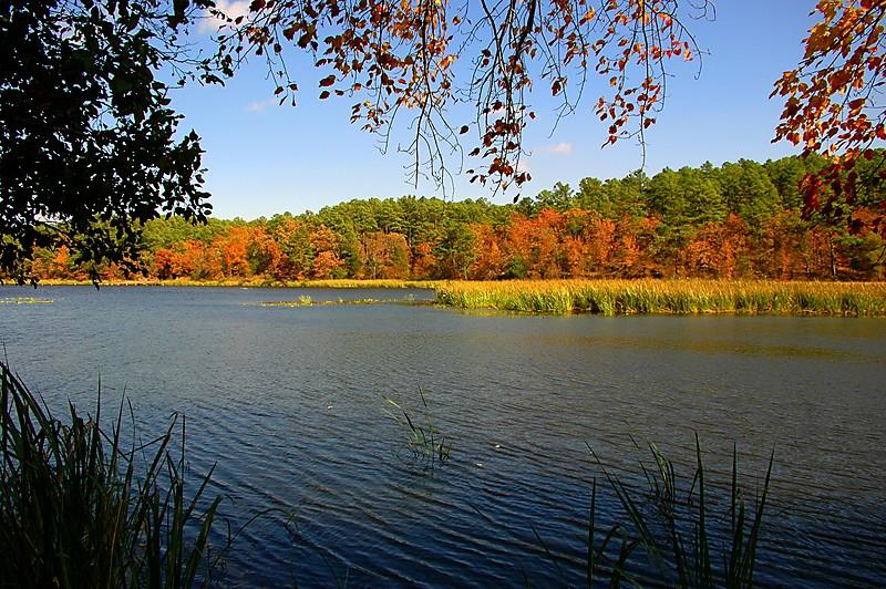 Blue lake bordered by vibrant autumn trees and tall golden reeds under a clear sky.