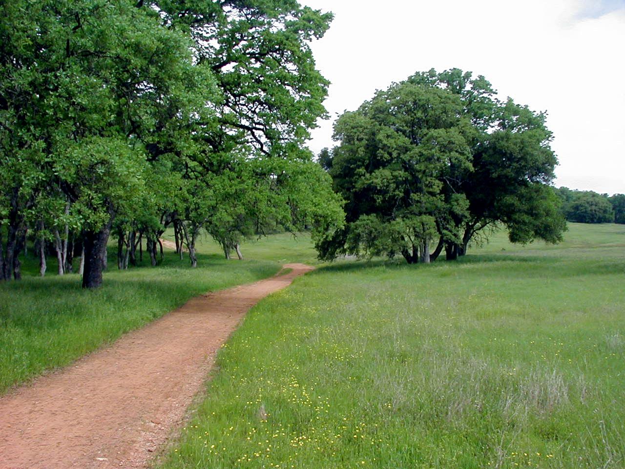 A winding dirt path through a bright green, tree-lined field under an overcast sky.