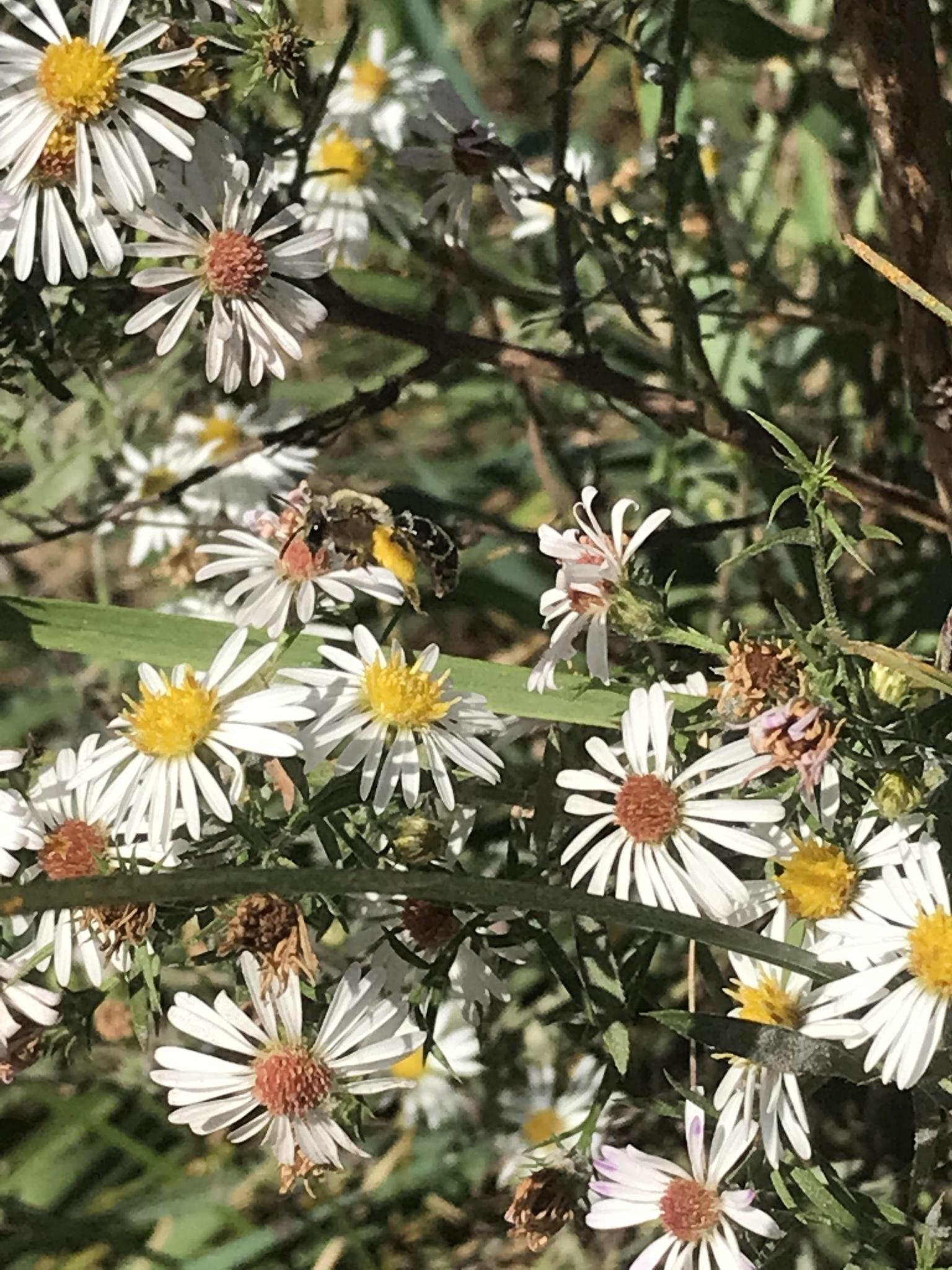 A bee gathers pollen from white and yellow wildflowers in bright sunlight.