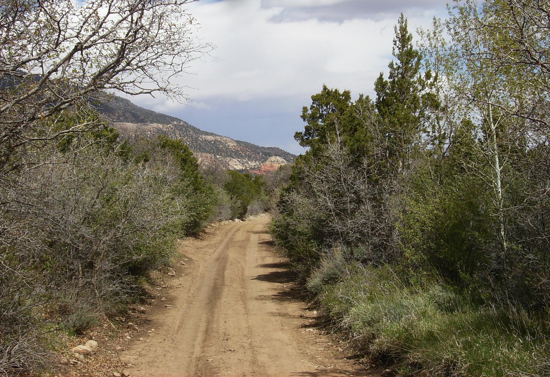 A dirt road leads into a mountainous landscape with dense trees under a cloudy sky.