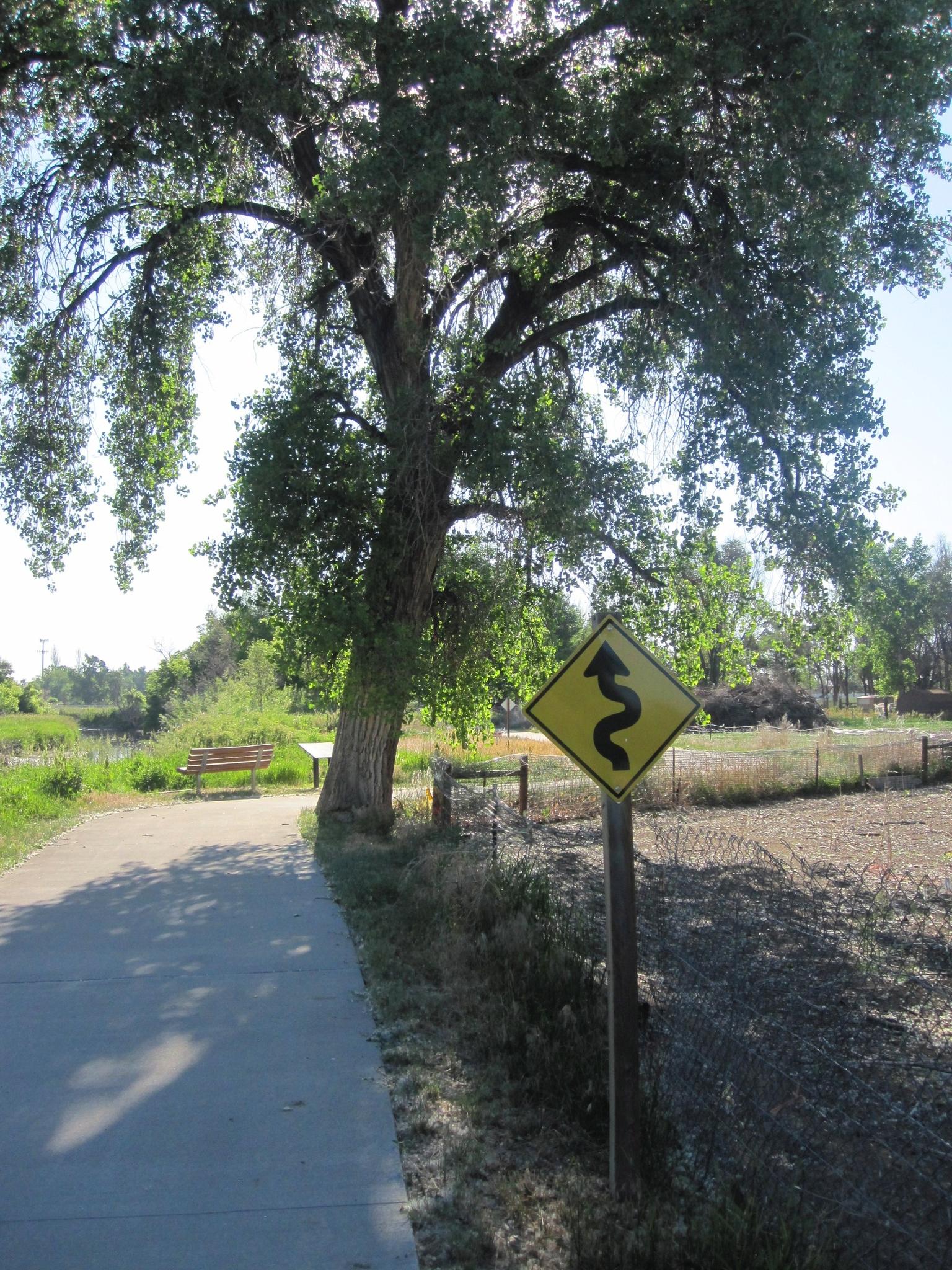Sunny paved path beside a large tree and a yellow winding sign.