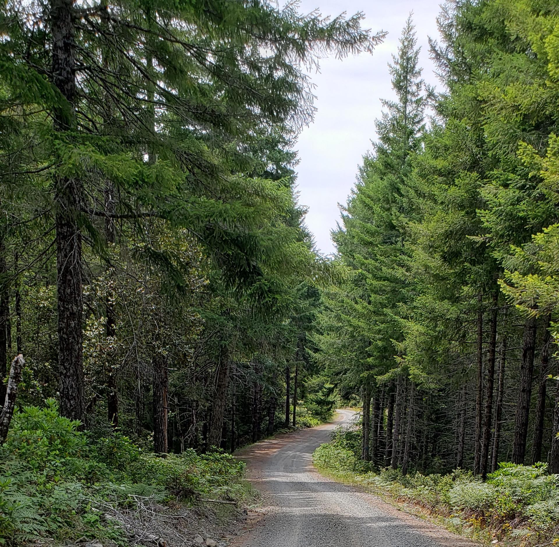 A gravel road winds through a dense evergreen forest under a bright sky.