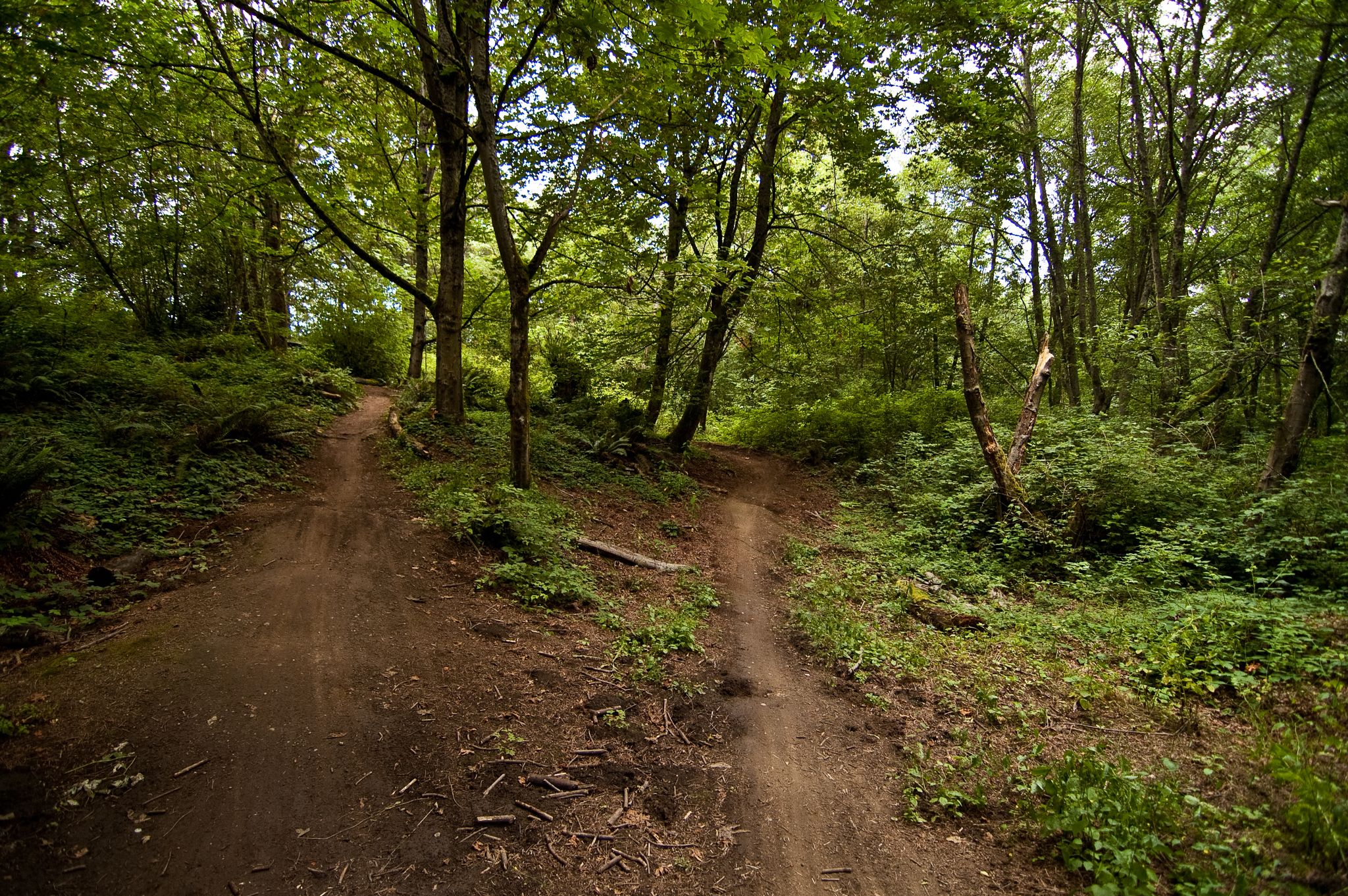 Two dirt trails diverge through a vibrant green forest under dappled sunlight. - Boundary Trail to Log Jam Trail Loop
