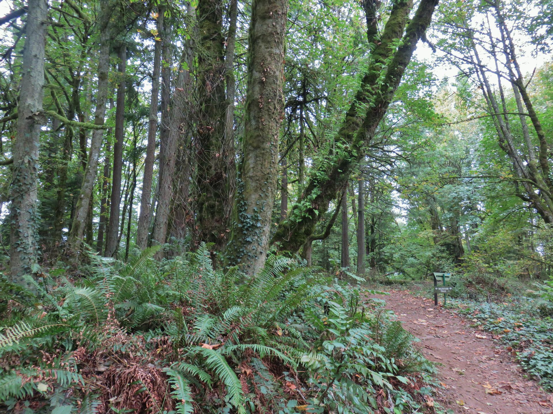 Dirt path winding through a lush forest with tall trees and ferns.