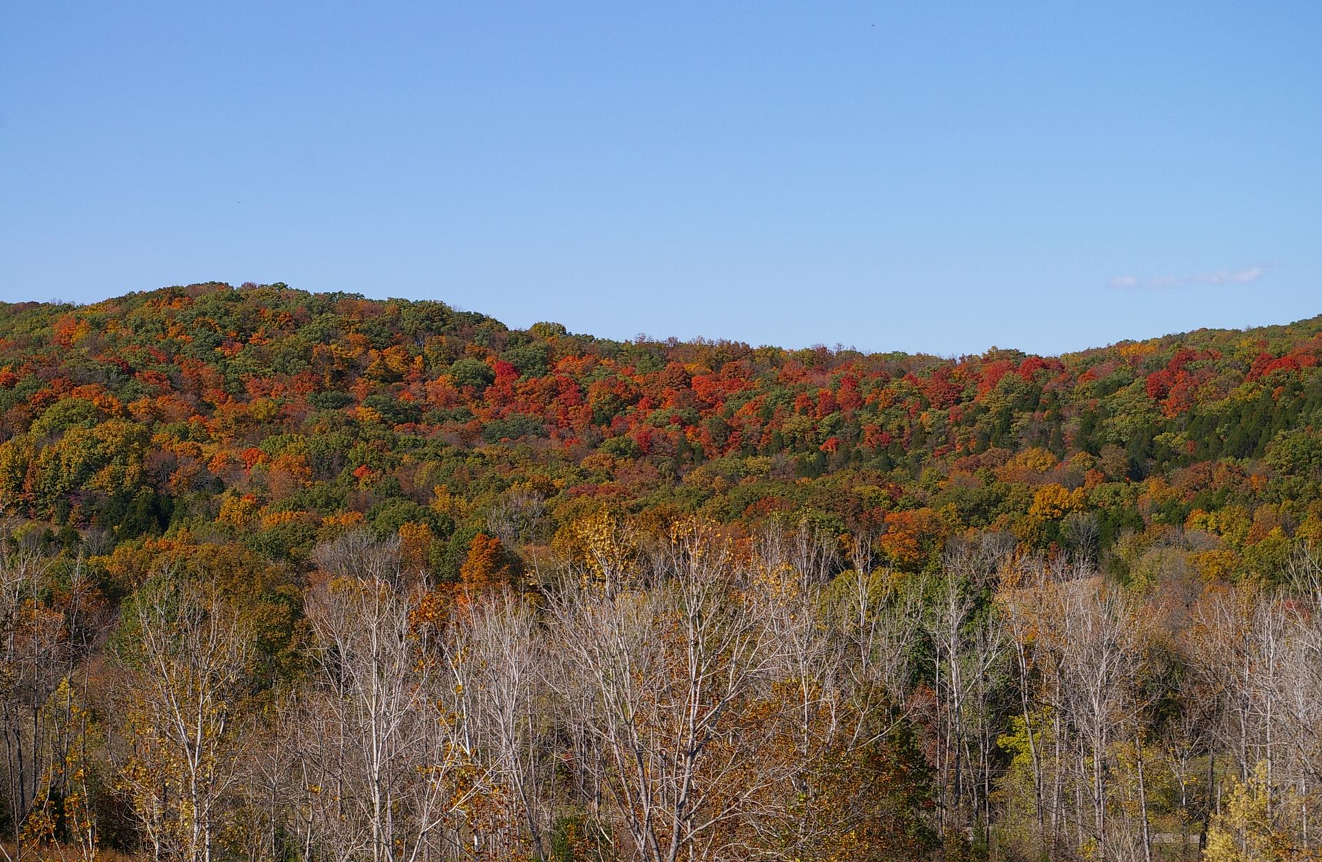 Forested hillside with vibrant autumn colors under a clear blue sky.