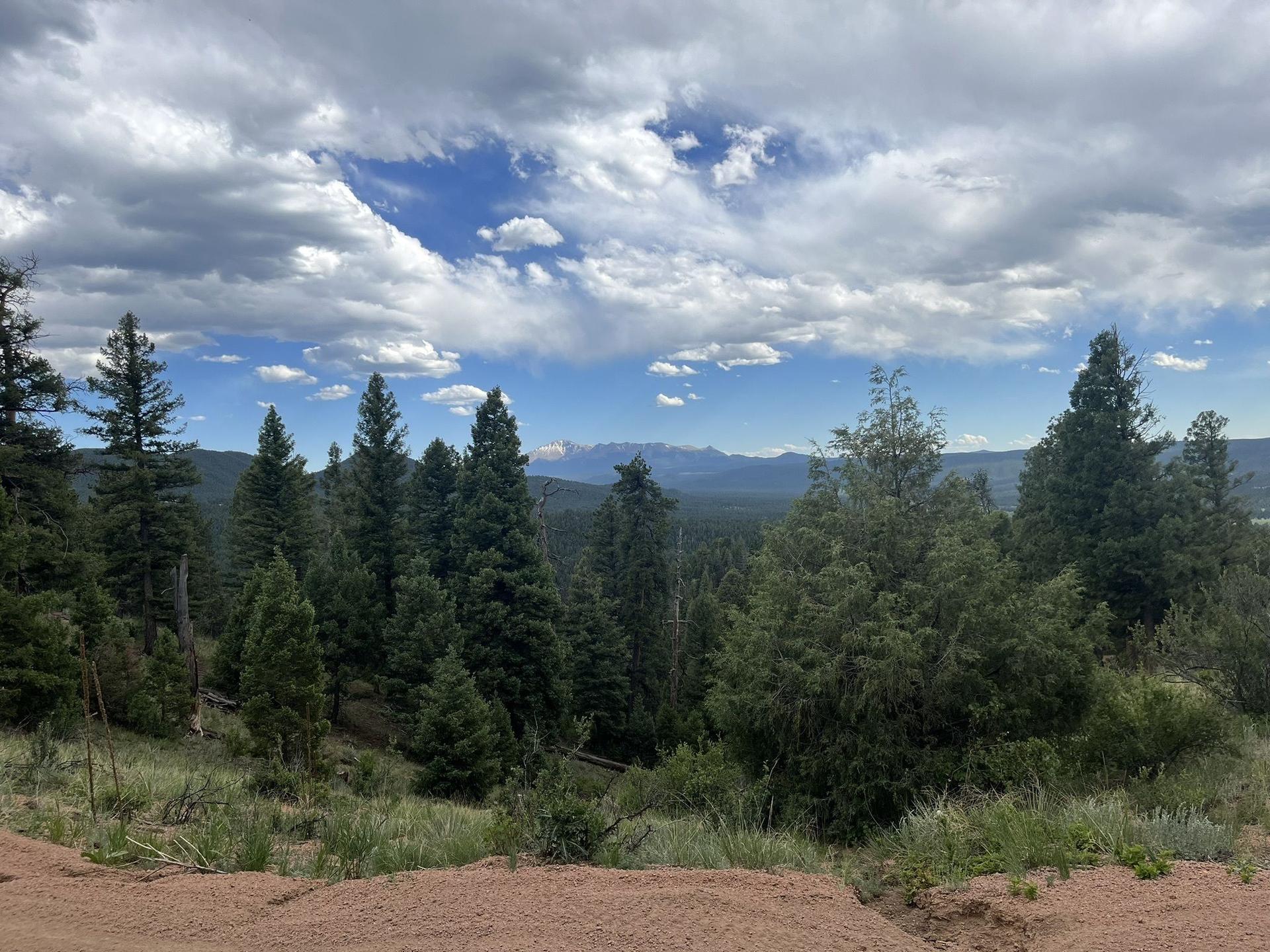 A dense evergreen forest under a partly cloudy sky with distant mountains.