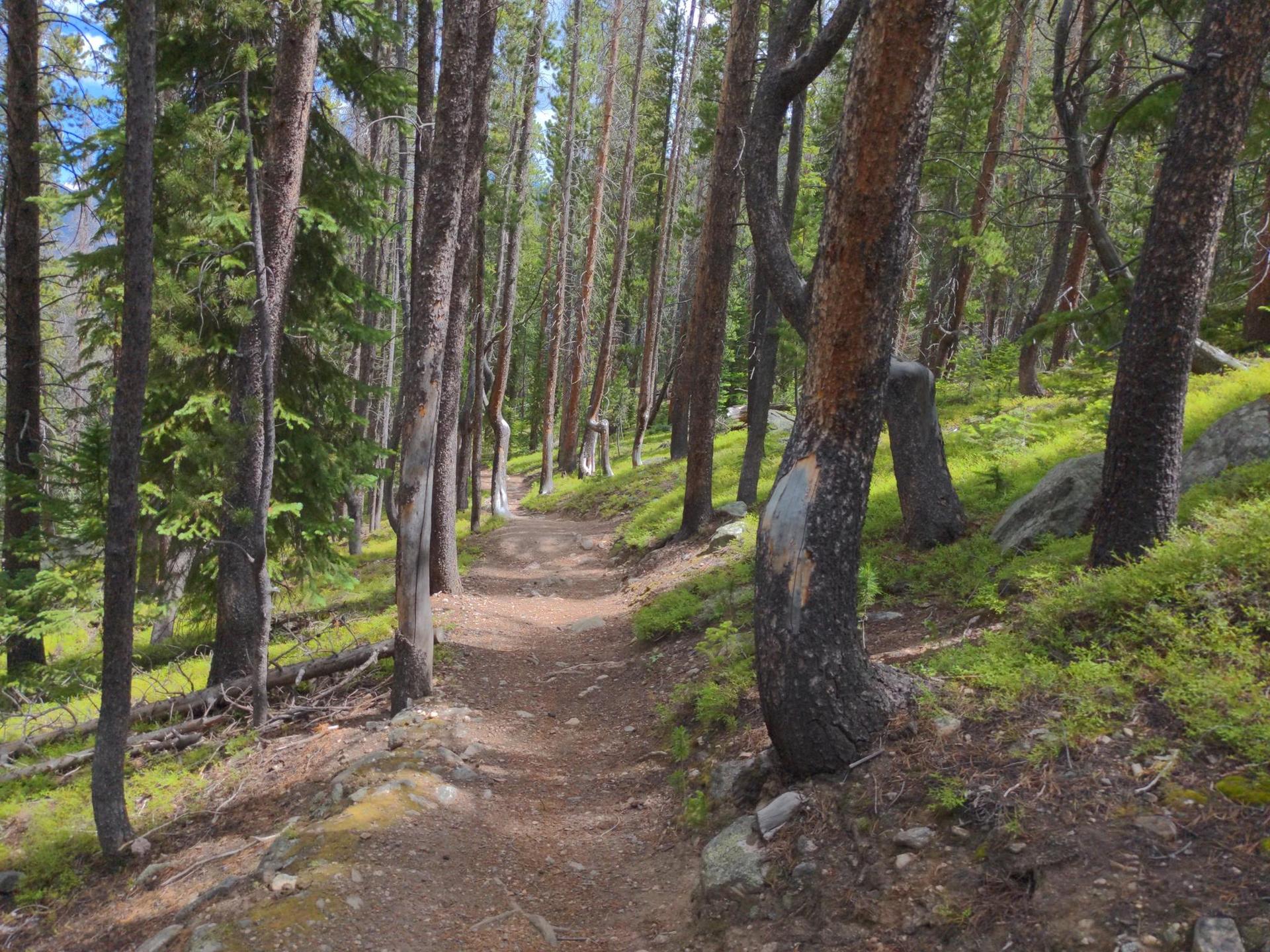 A winding dirt path leads through a sun-dappled forest of tall trees.