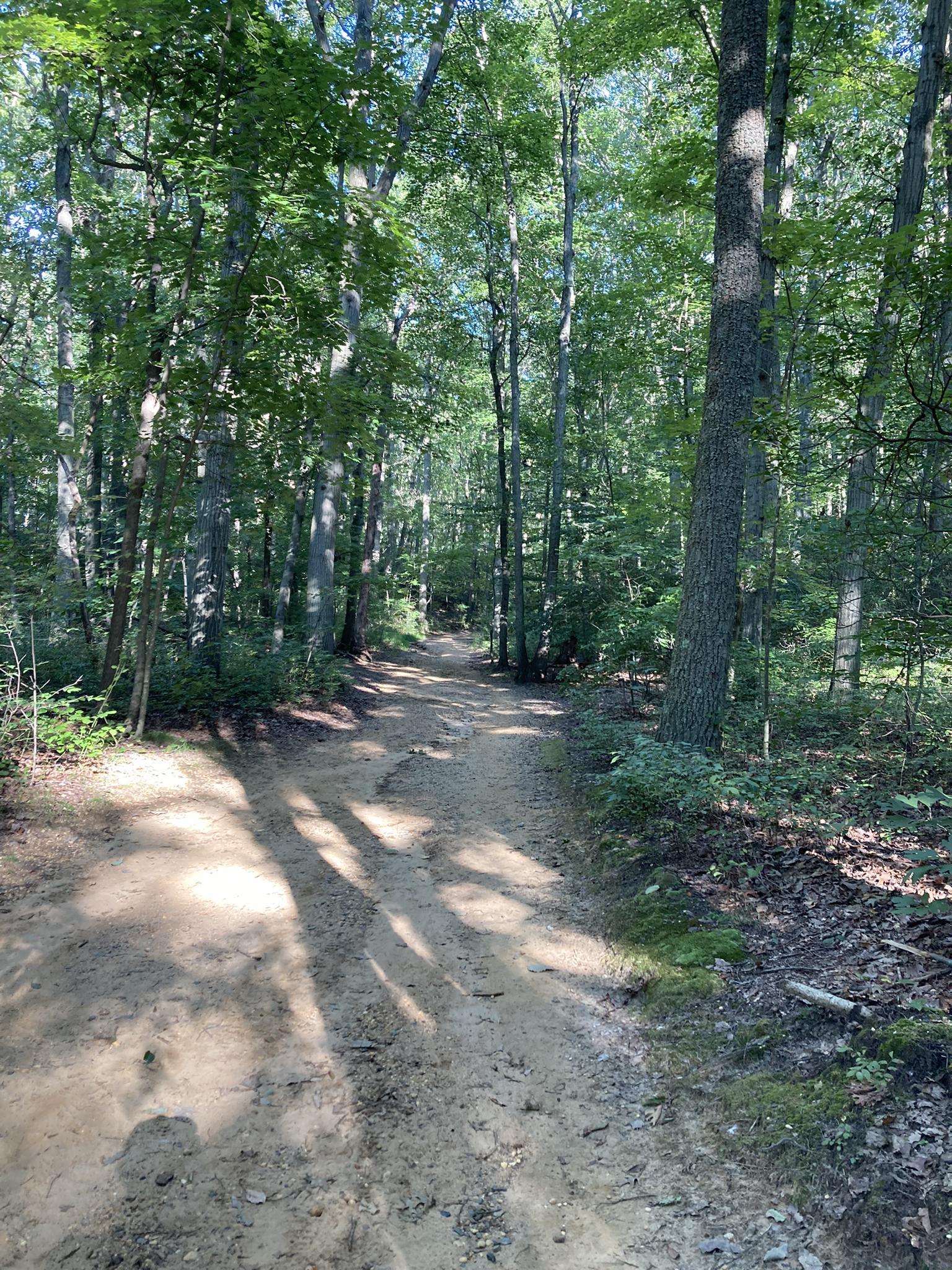 Sunlit dirt path winding through a dense green forest.