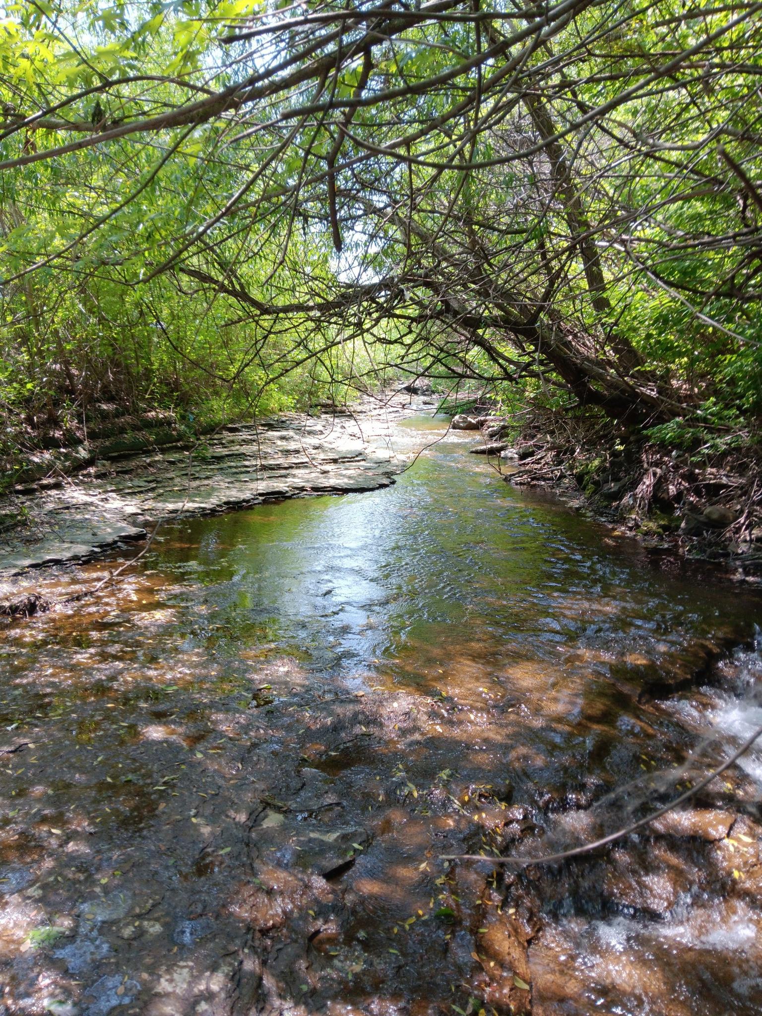 A narrow stream flows through a dense, sunlit forest with green foliage.