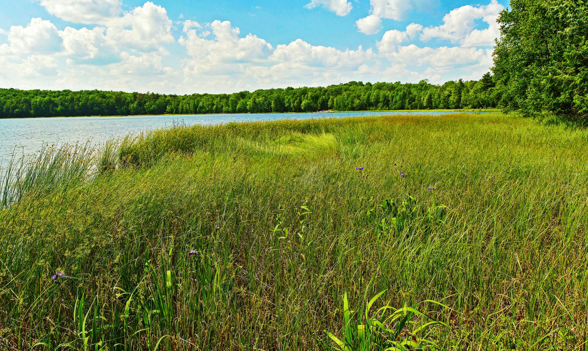 Bright sunny day over a calm lake with tall green grass and distant forest.