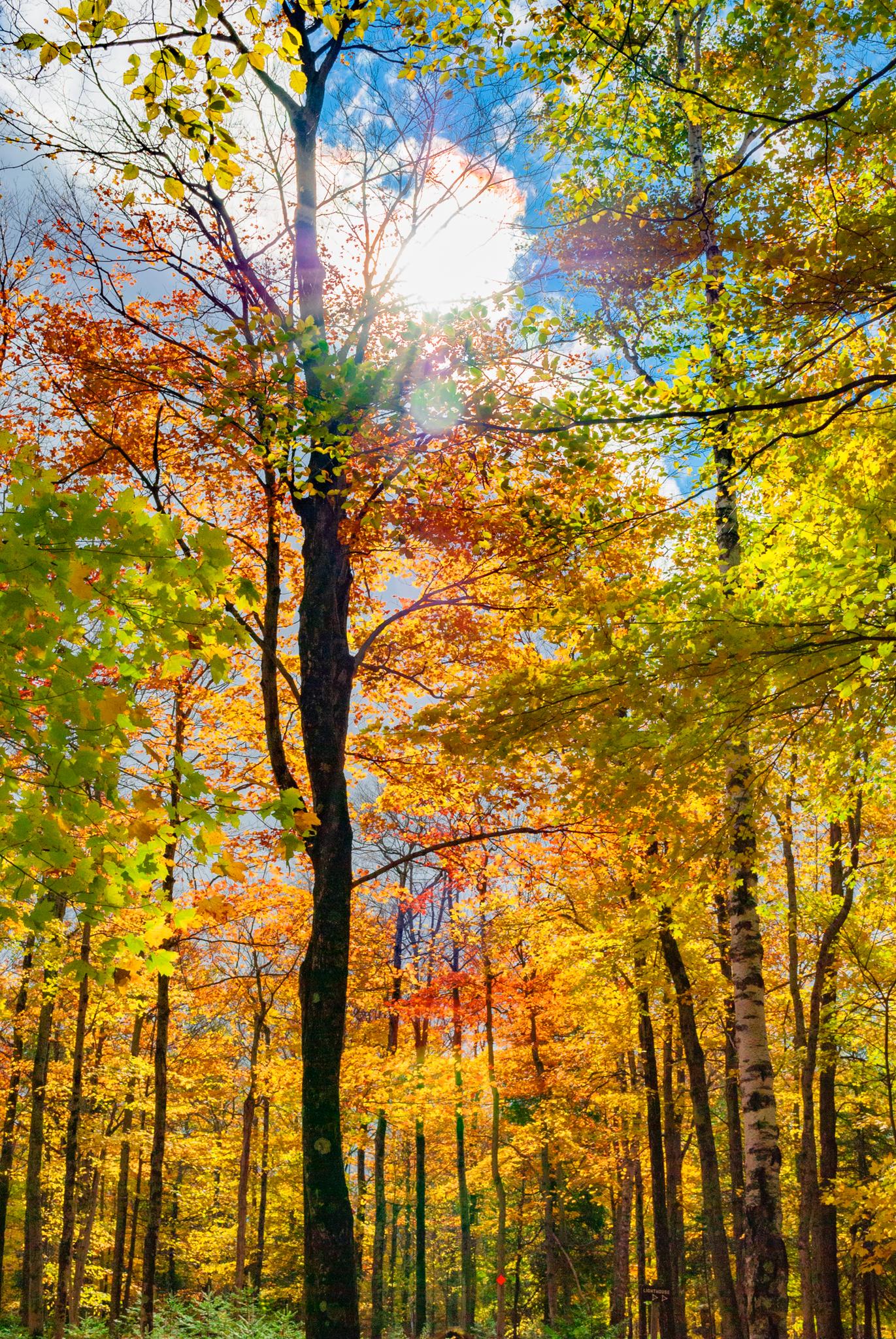 Bright sun shines through vibrant autumn trees in a dense forest.
