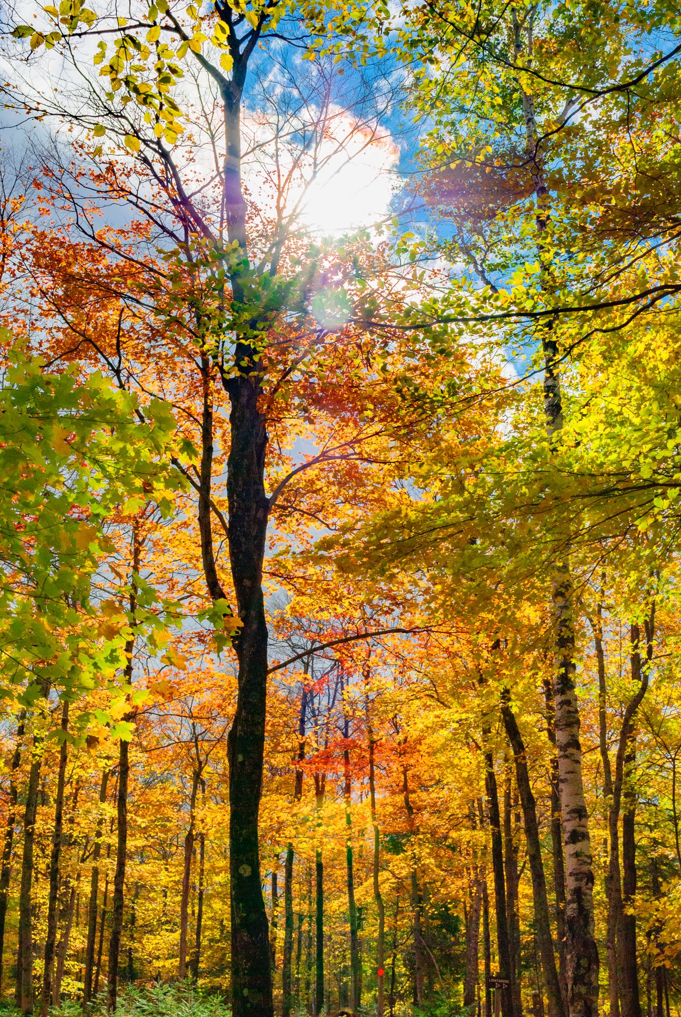 Bright sun shines through vibrant autumn trees in a dense forest. - North Country National Scenic Trail