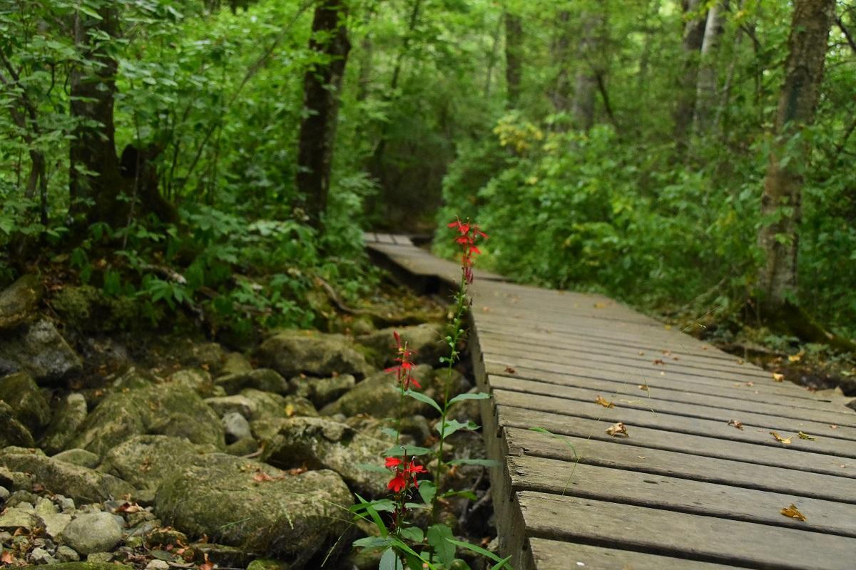 Wooden boardwalk path winding through a lush green forest with red flowers.