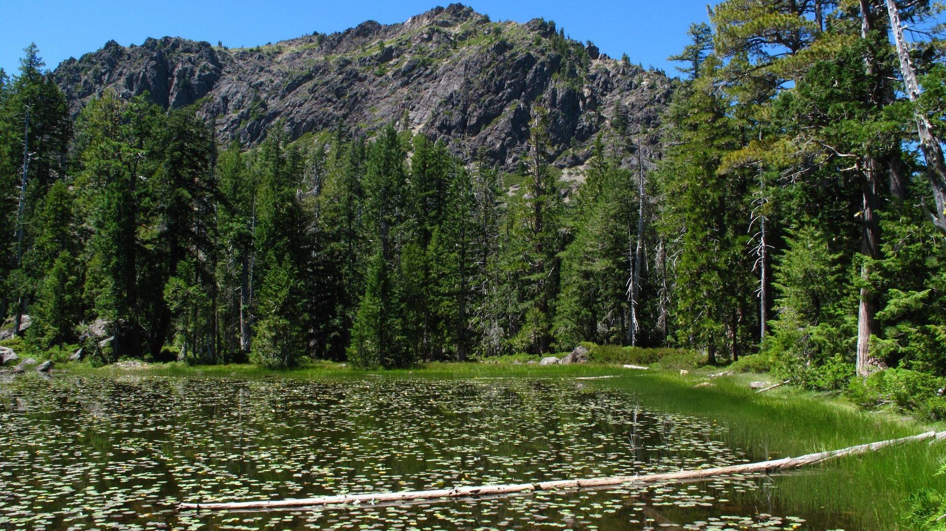 Sunny mountain landscape with a lake covered in lily pads and dense forest.