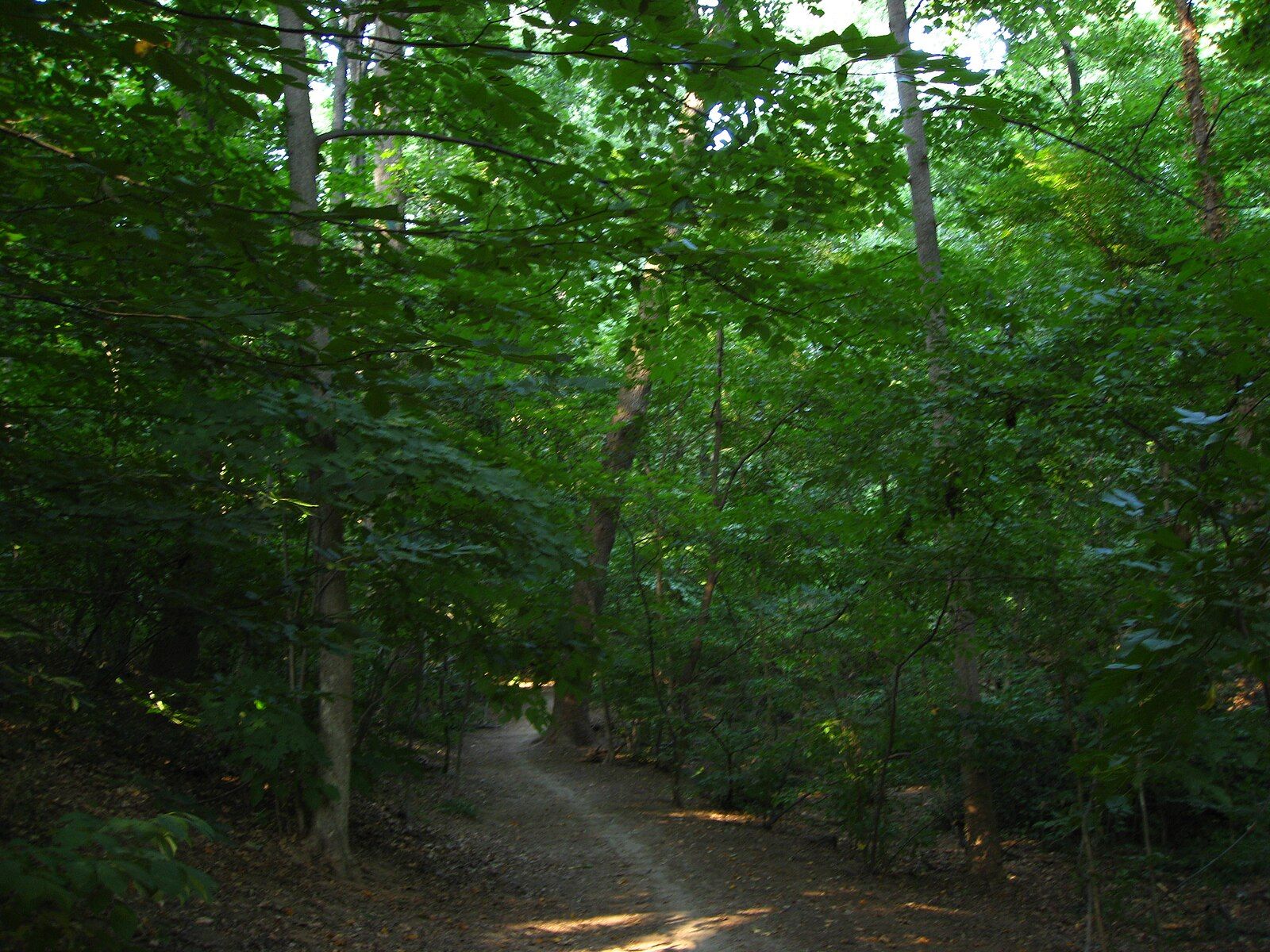 Shaded dirt path winding through a lush, green forest with dappled light. - Battery Kemble Trail Loop