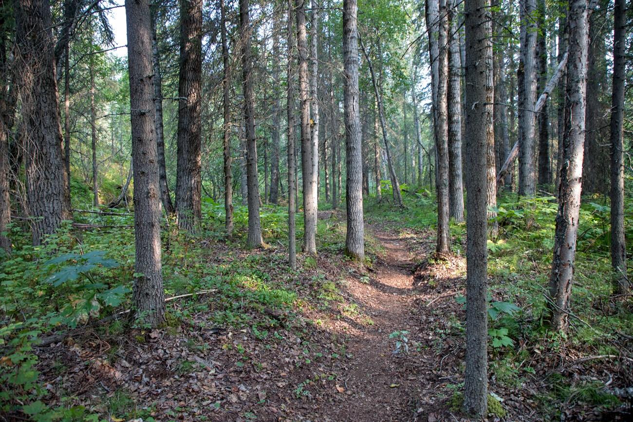 A narrow dirt path winds through a sun-dappled, dense forest of tall trees.
