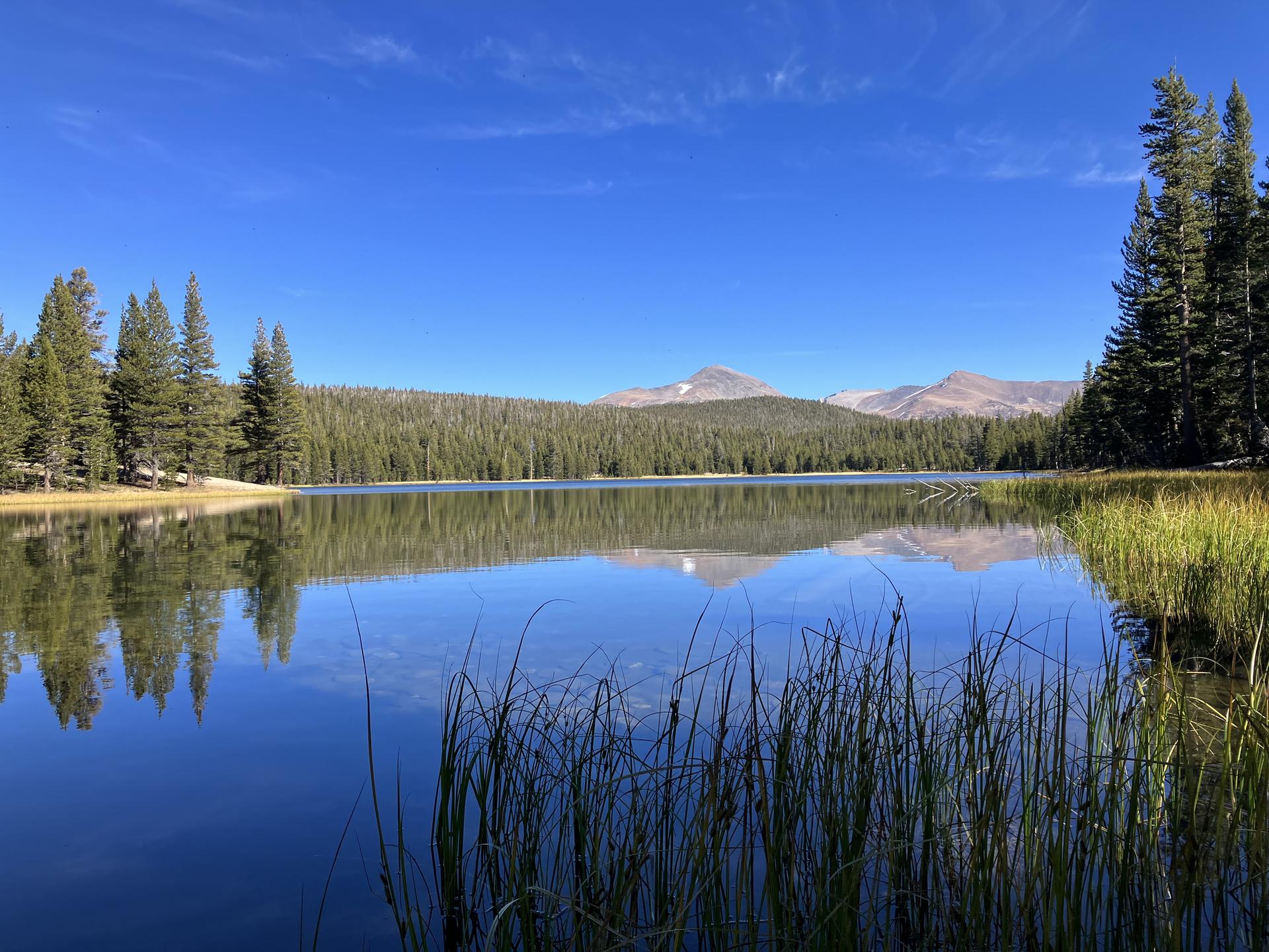 Calm lake with tall grass, reflecting pine trees and distant mountains under blue sky.