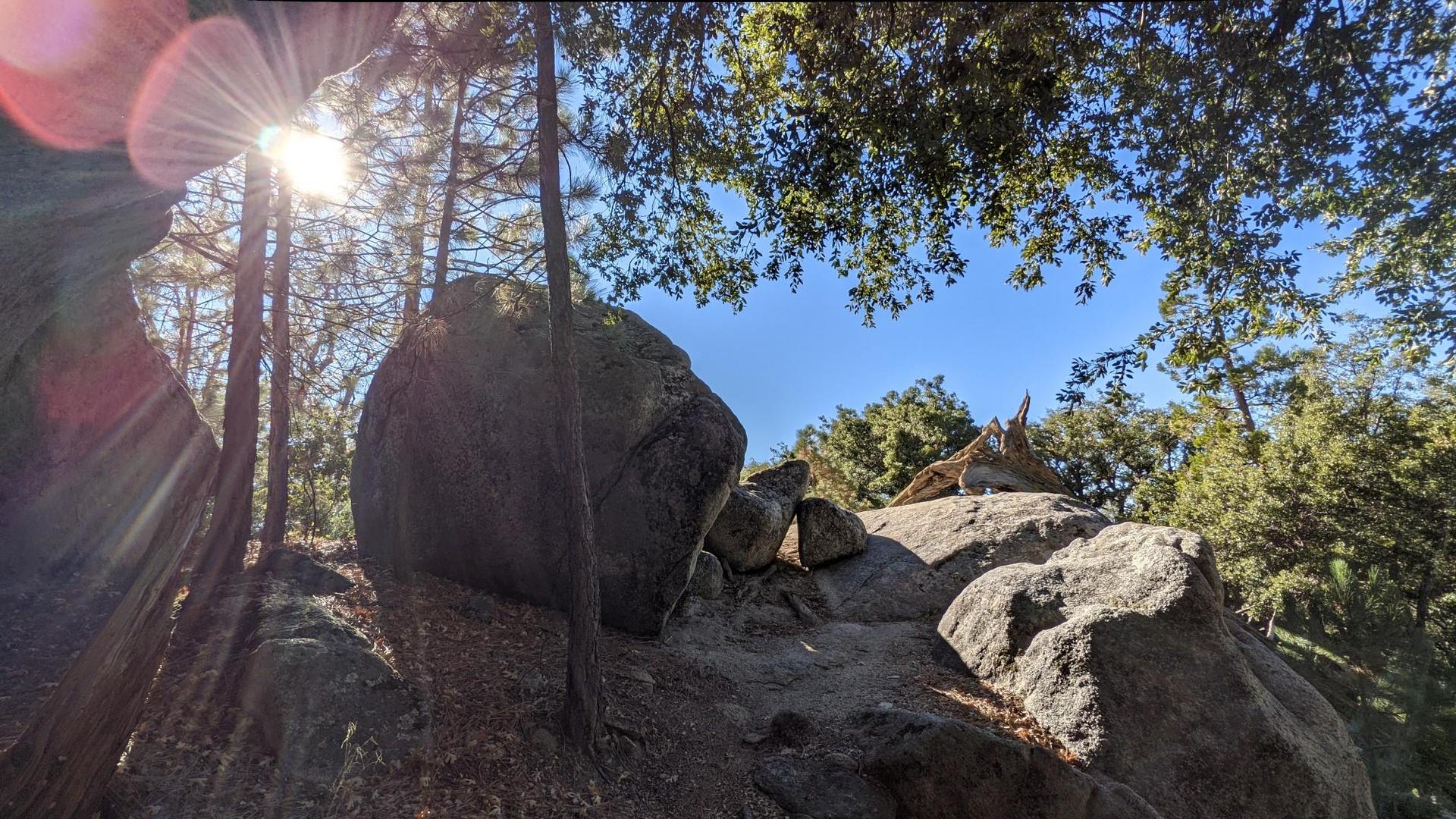 Sun flares through tall trees and large rocks on a bright day.