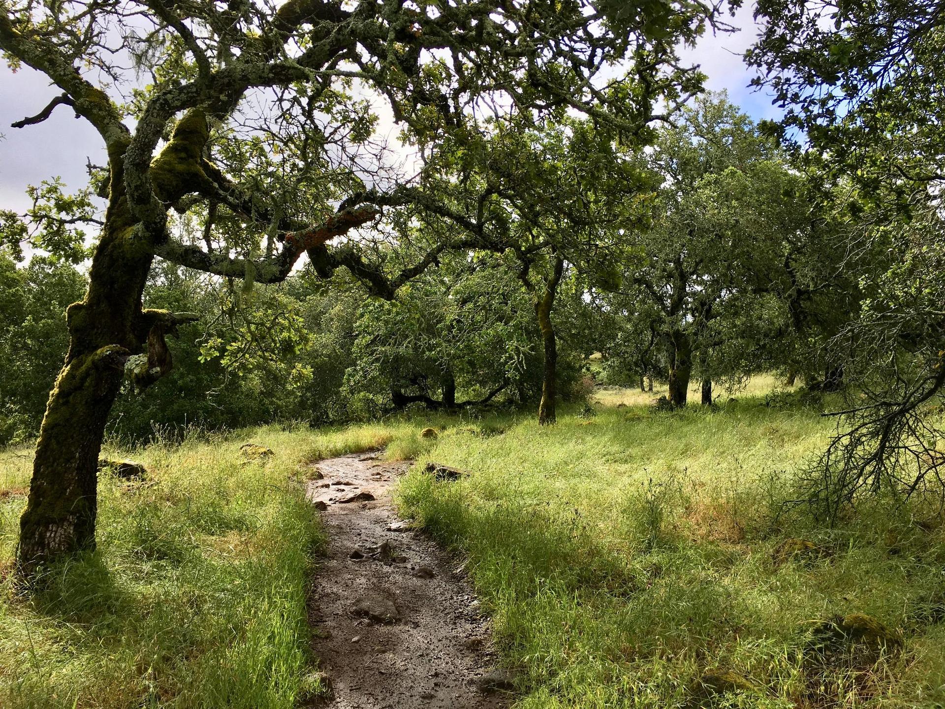 A muddy path winds through a green, grassy forest with large trees.