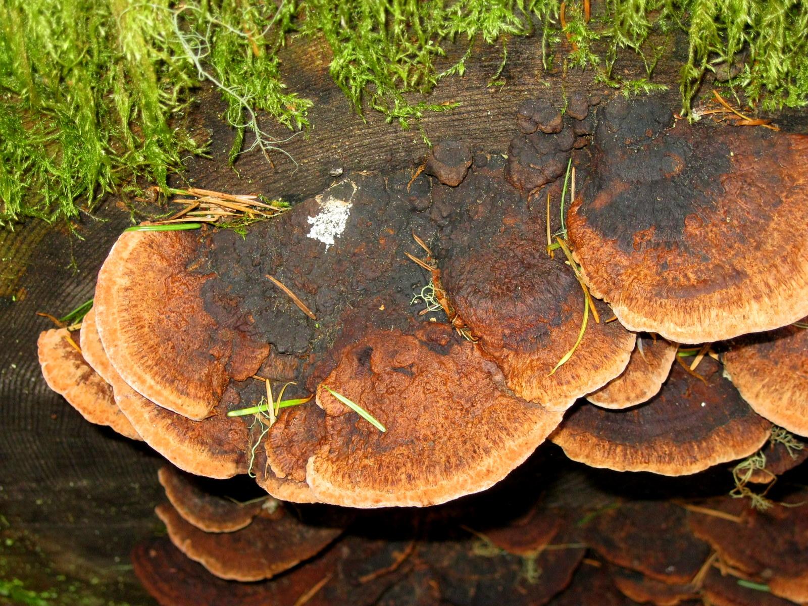 Brown bracket fungi grow on a moss-covered log in natural light.
