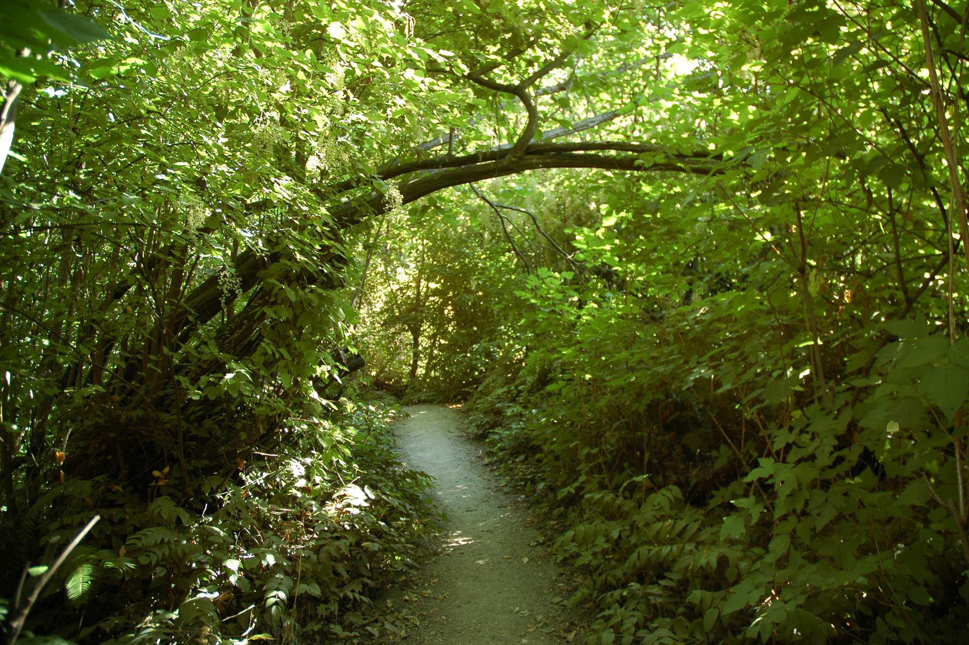 A narrow dirt path winding through a dense, sun-dappled green forest.