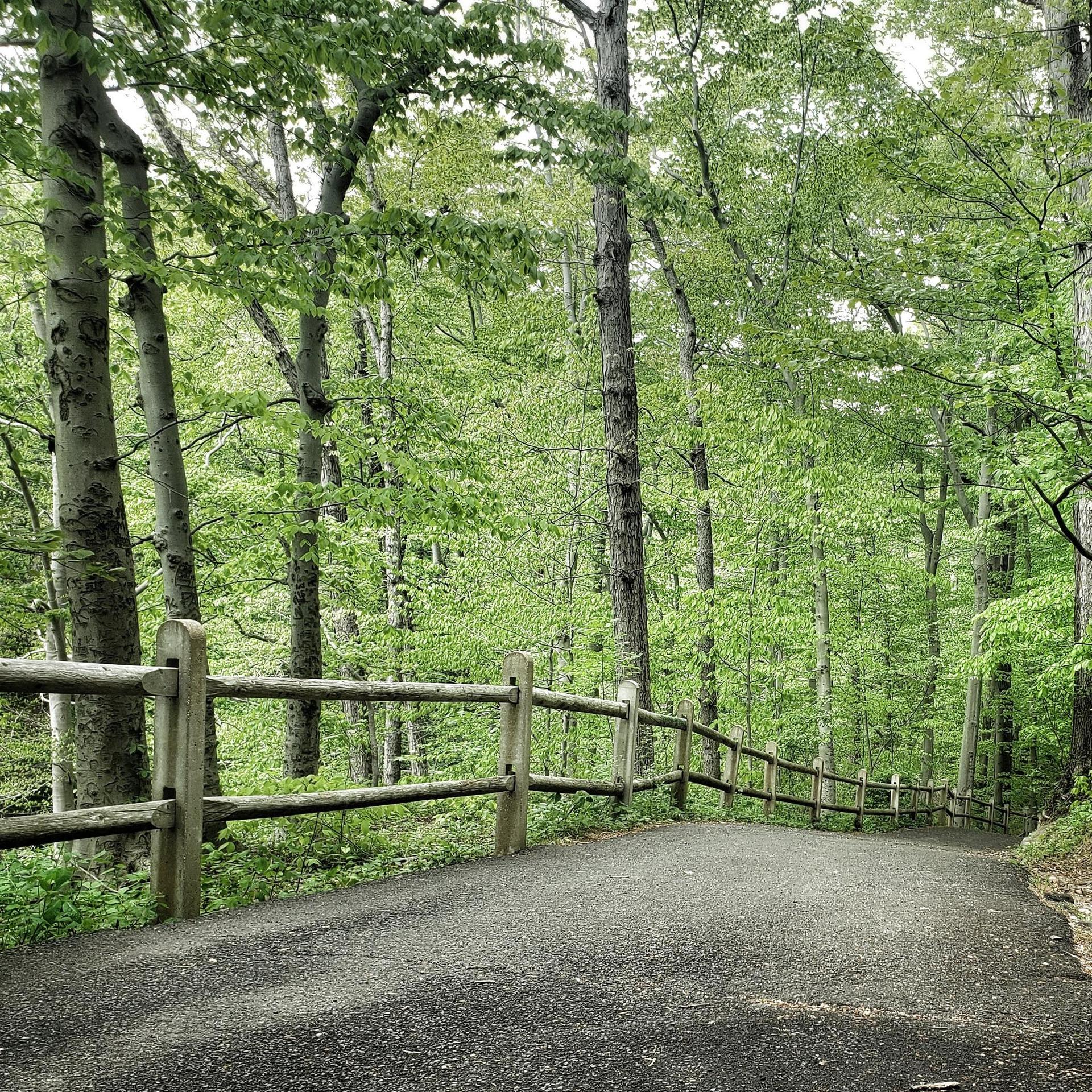 Paved path with wooden fence winding through a bright green forest.