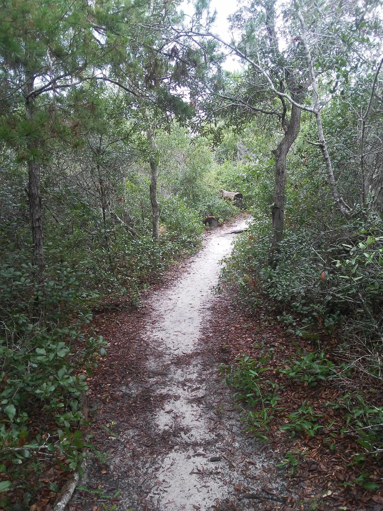A sandy path winds through a dense, green forest on an overcast day.