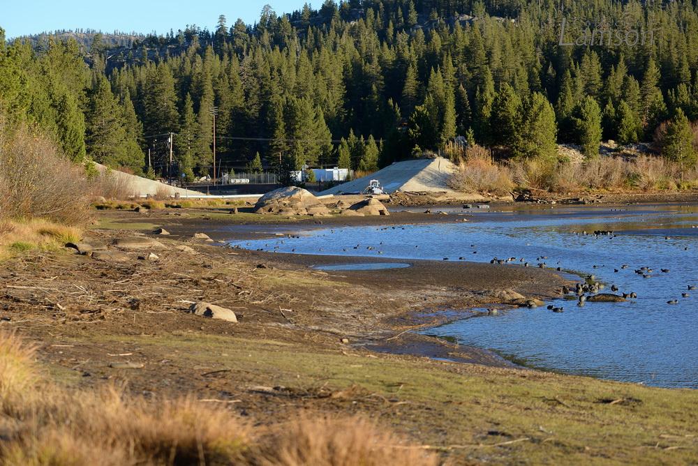 Sunny view of a lake with exposed muddy banks and ducks, surrounded by pine trees.