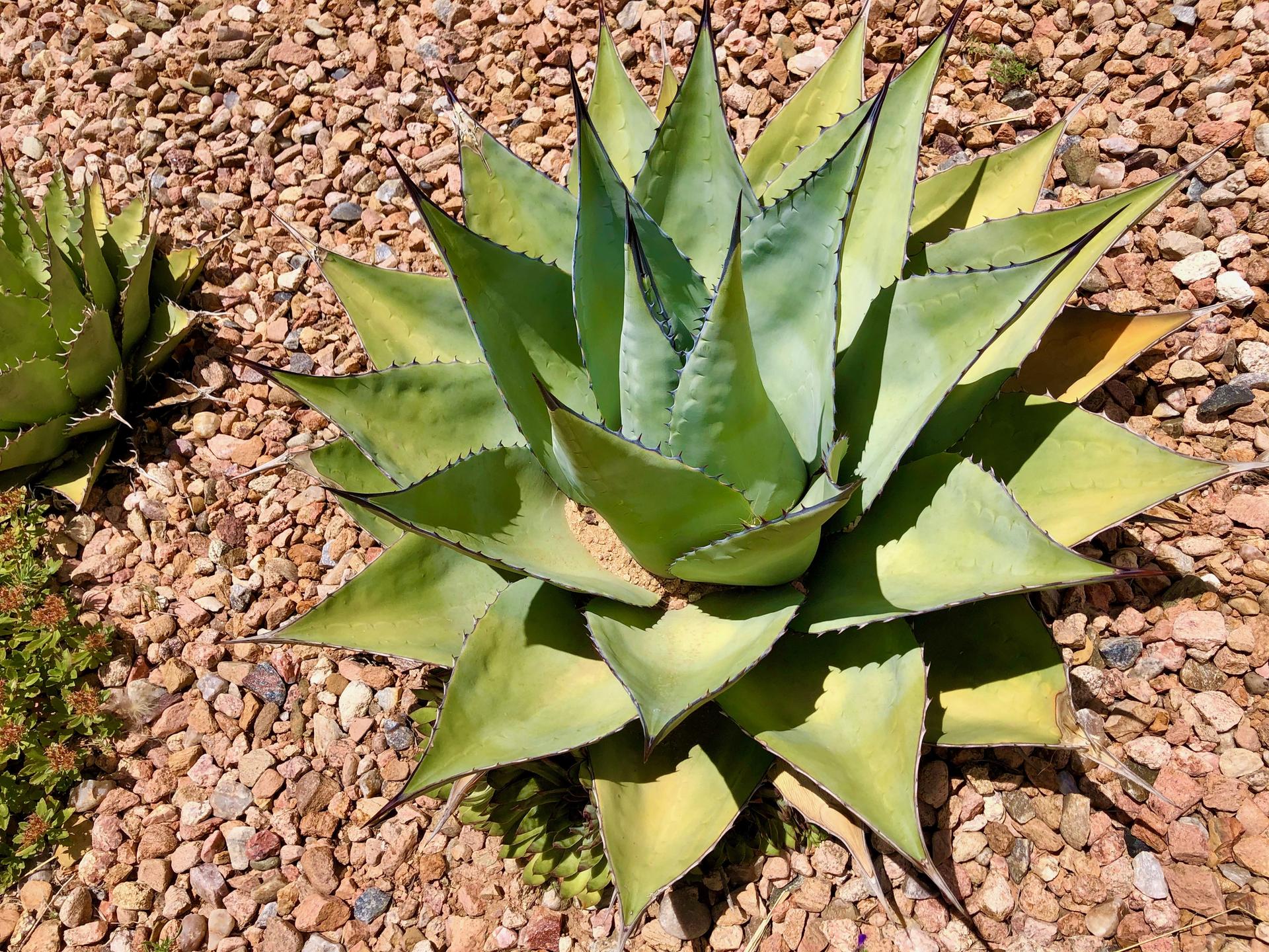 Close-up of a vibrant green agave plant on a rocky, sunny ground.