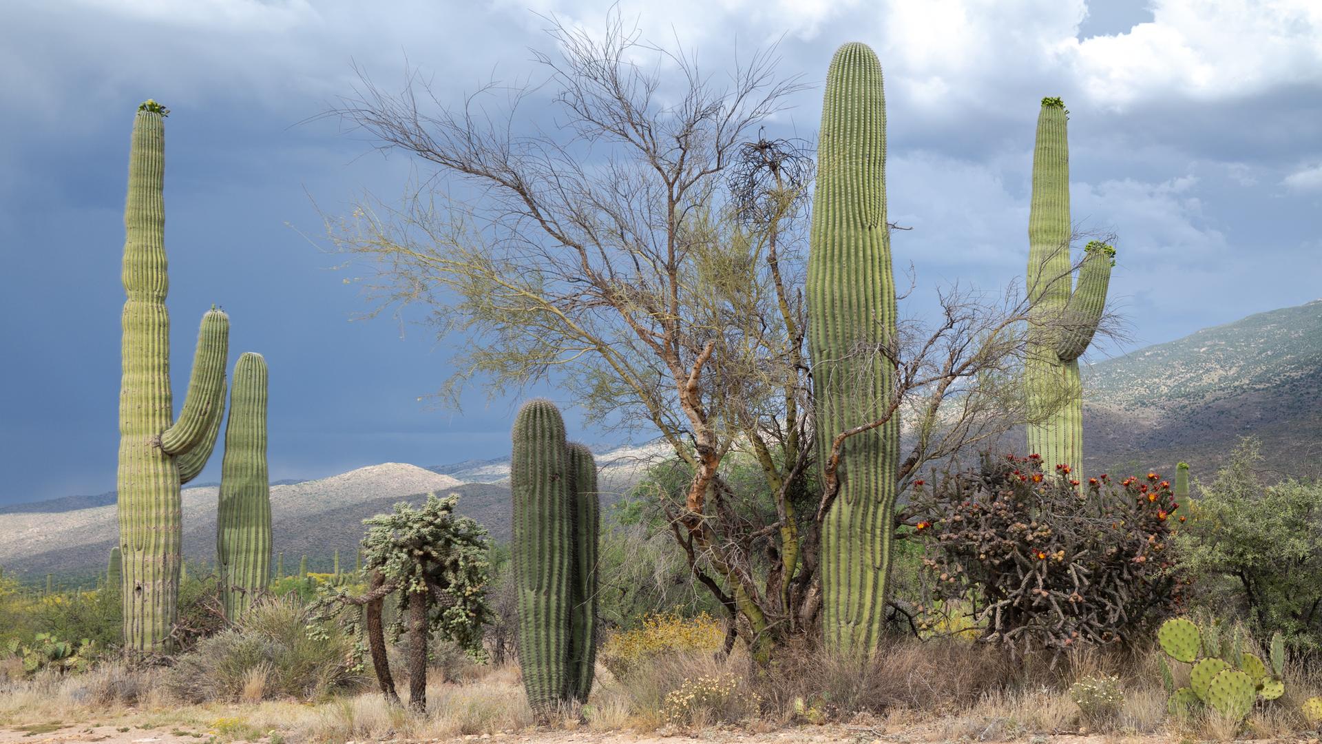 Several tall saguaro cacti and desert plants under a cloudy sky.