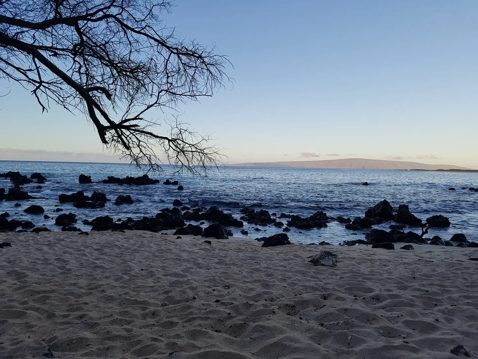 Sandy beach with dark rocks in the ocean, bare tree branches, soft sky.