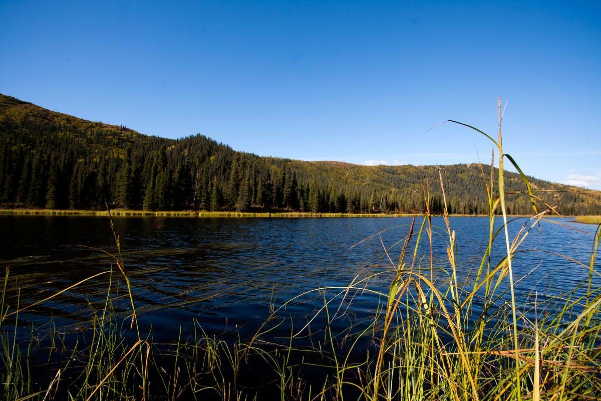 Tall grass in foreground, dark lake, forested hills under clear blue sky.