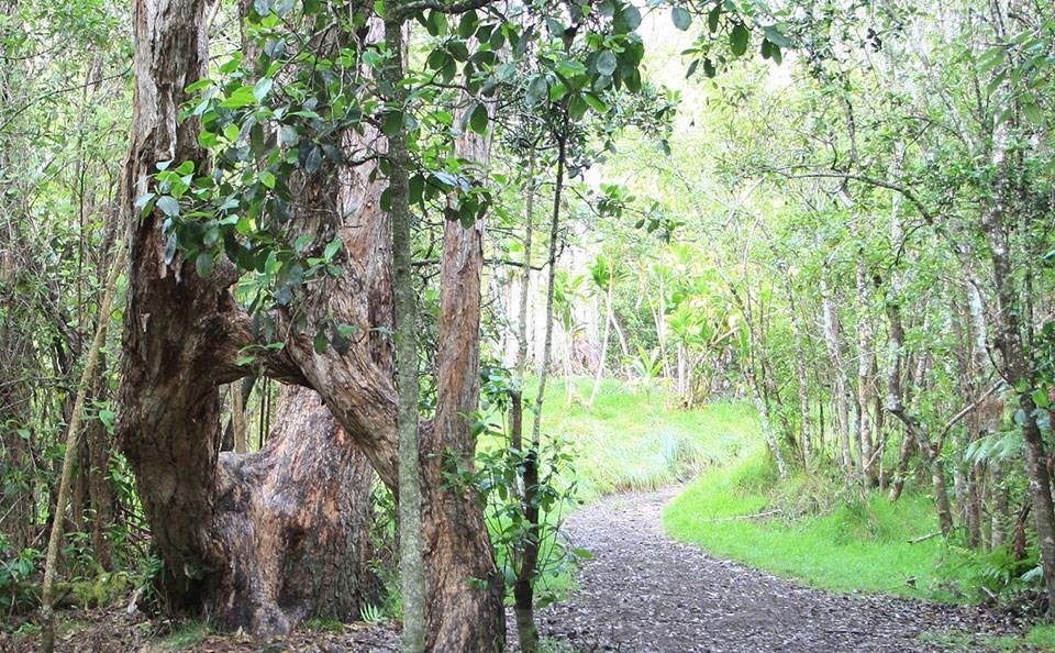 Winding dirt path through a lush green forest with a large, gnarled tree.