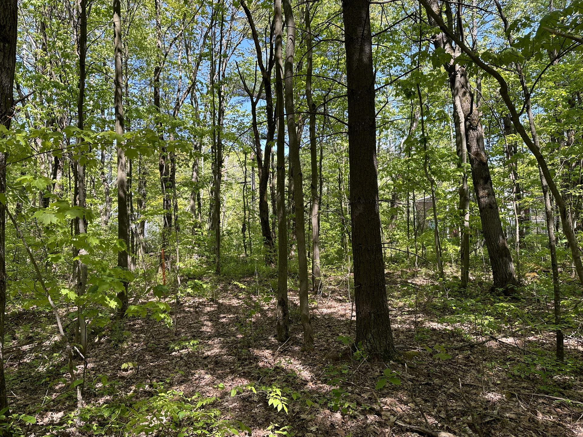 Dappled sunlight illuminates a dense, green forest with many trees.