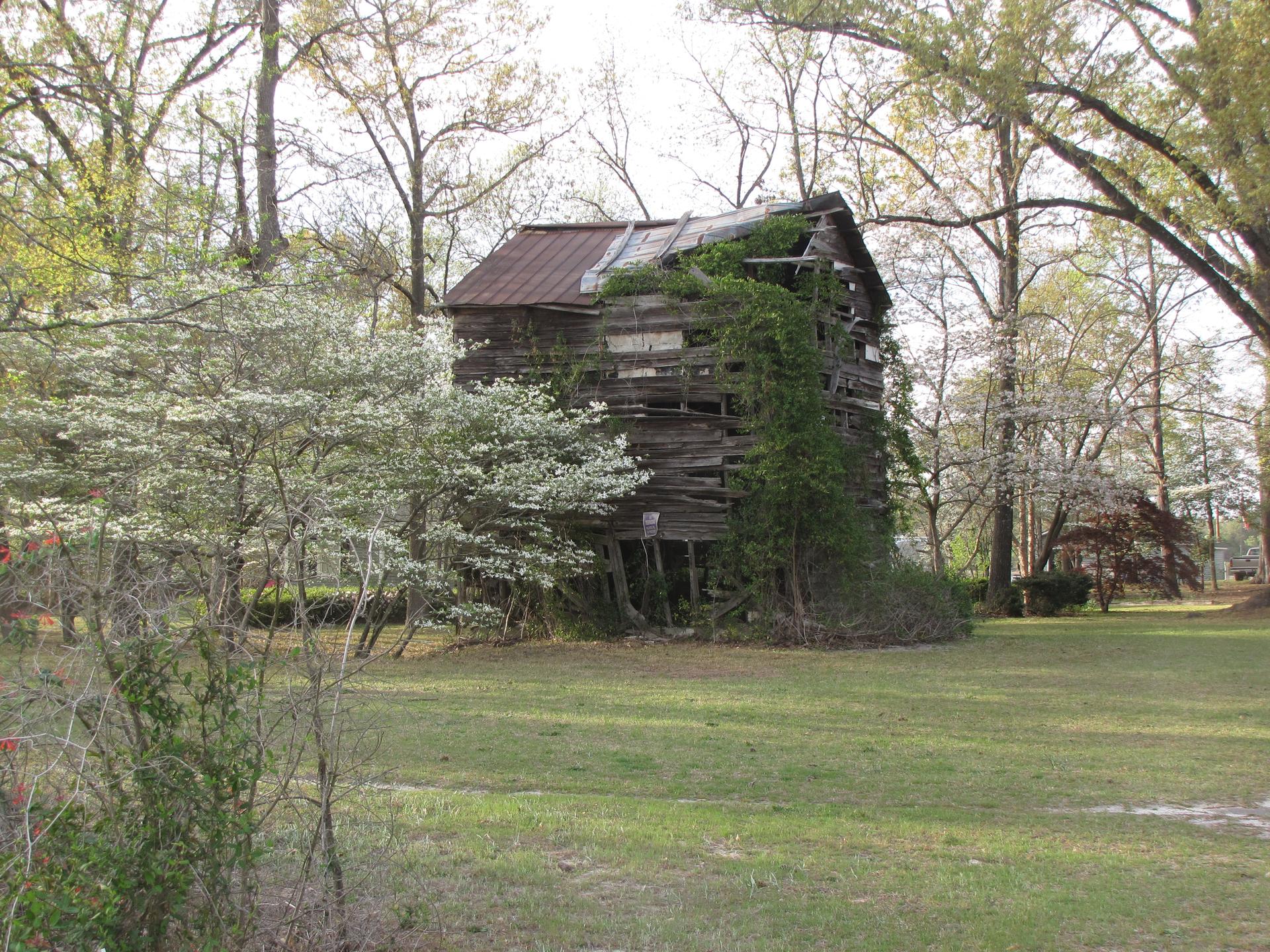 Old wooden building with vines in a sunny, tree-filled, grassy landscape.